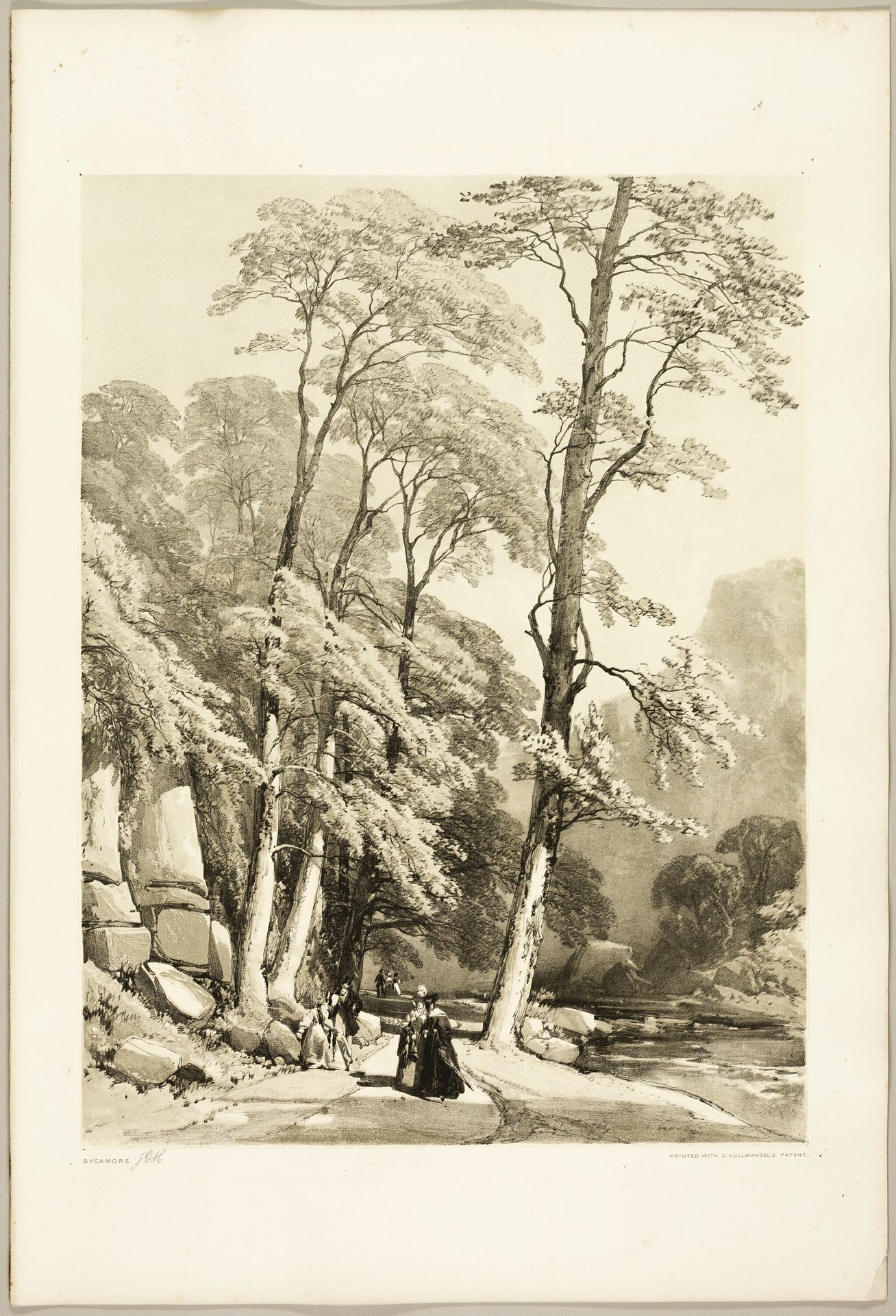 Sycamore, from The Park and the Forest by James Duffield Harding