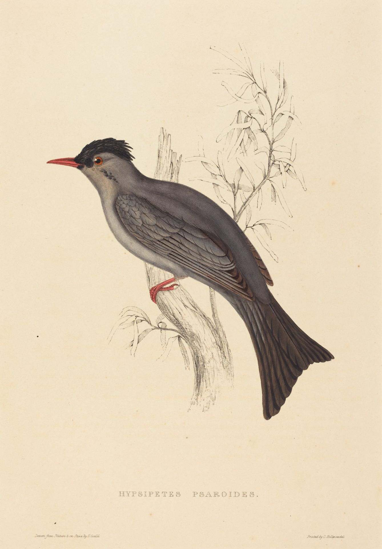 Hypsipetes Psaroides (Black Bulbul) by Elizabeth Gould