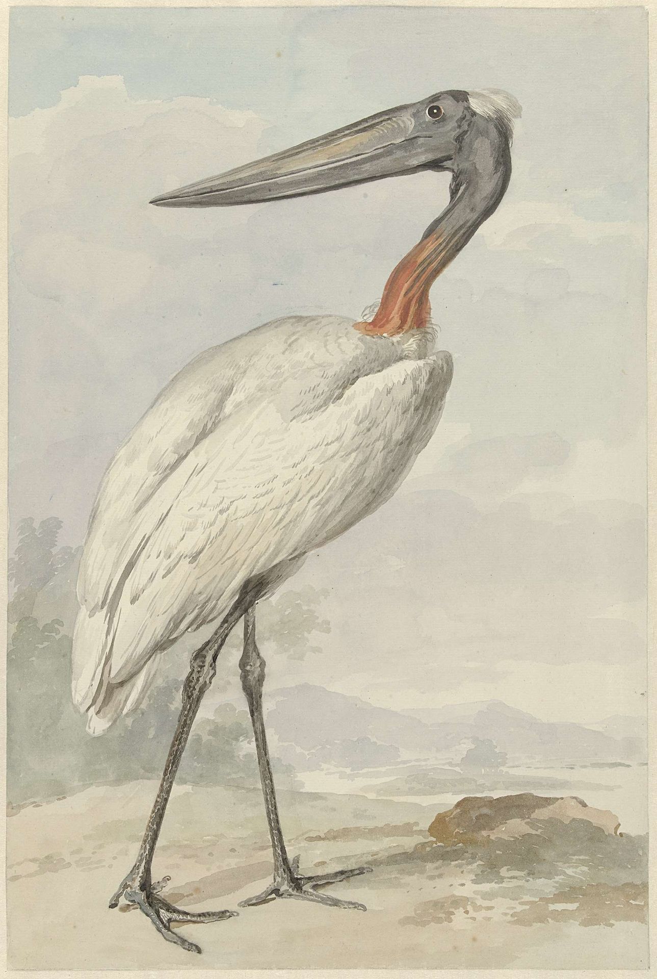 Jabiroe (Jabiroe mycteria) by Aert Schouman