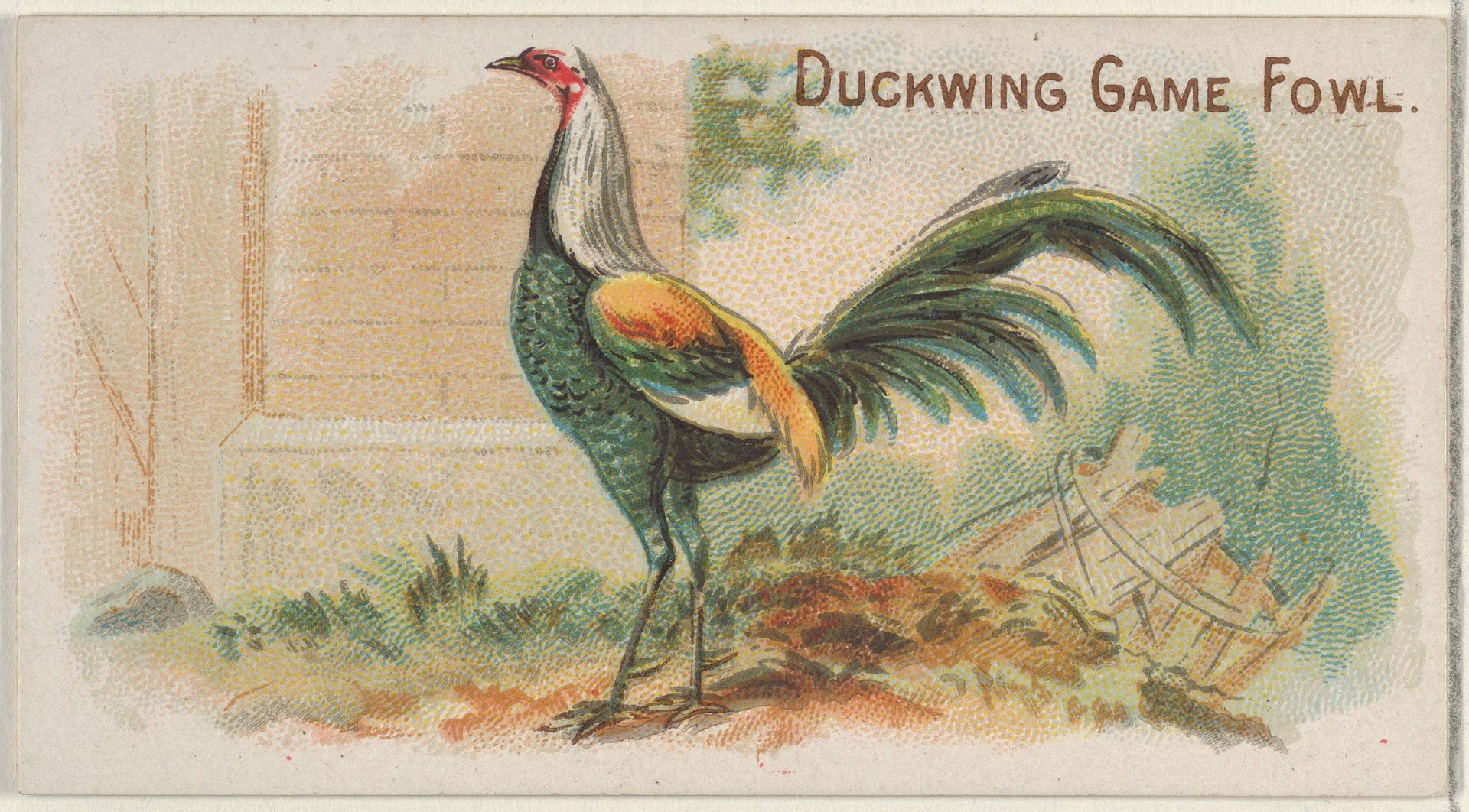 Duckwing Game Fowl, from the Prize and Game Chickens series (N20) for Allen & Ginter Cigarettes by Allen & Ginter