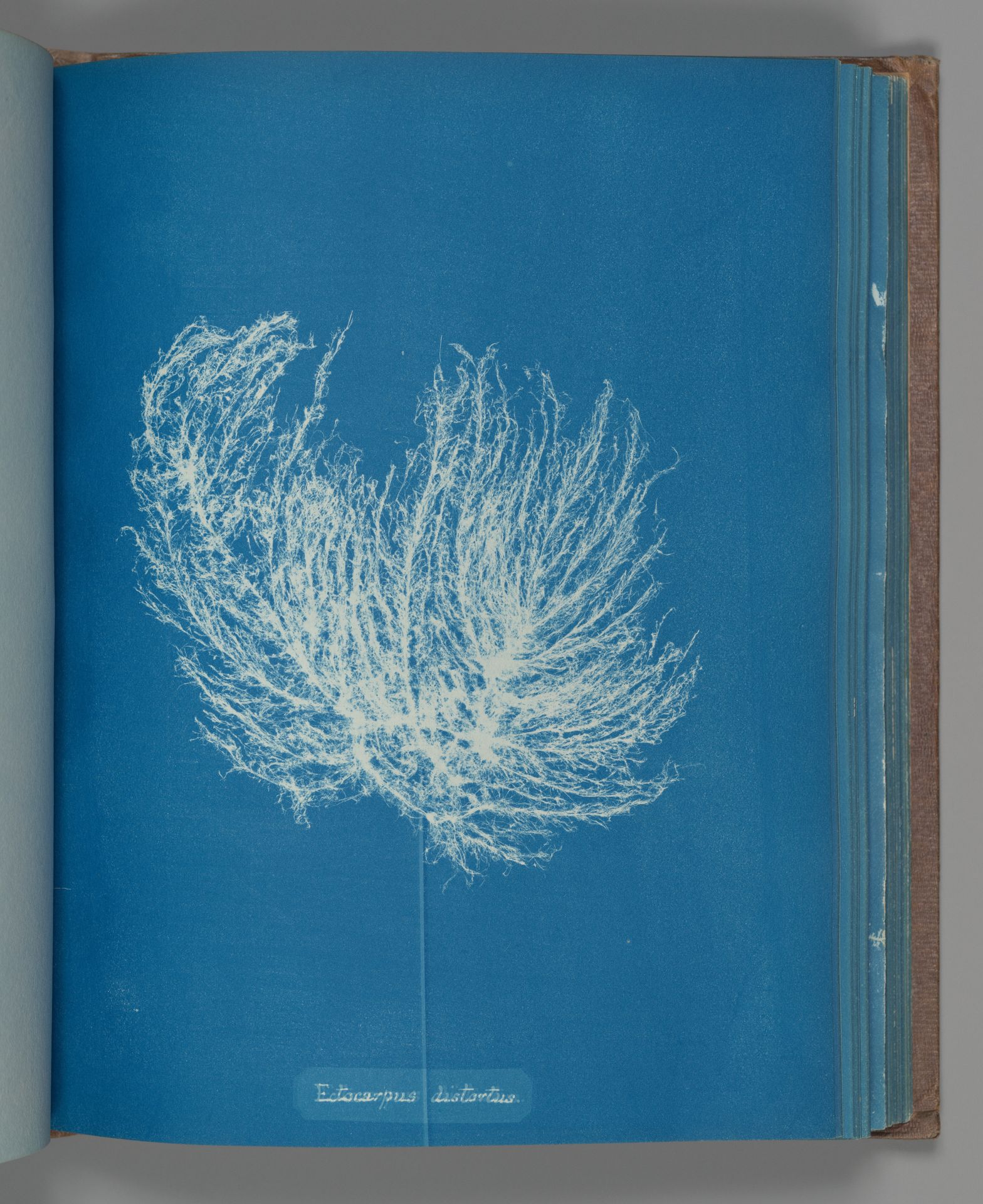 Ectocarpus distantus by Anna Atkins