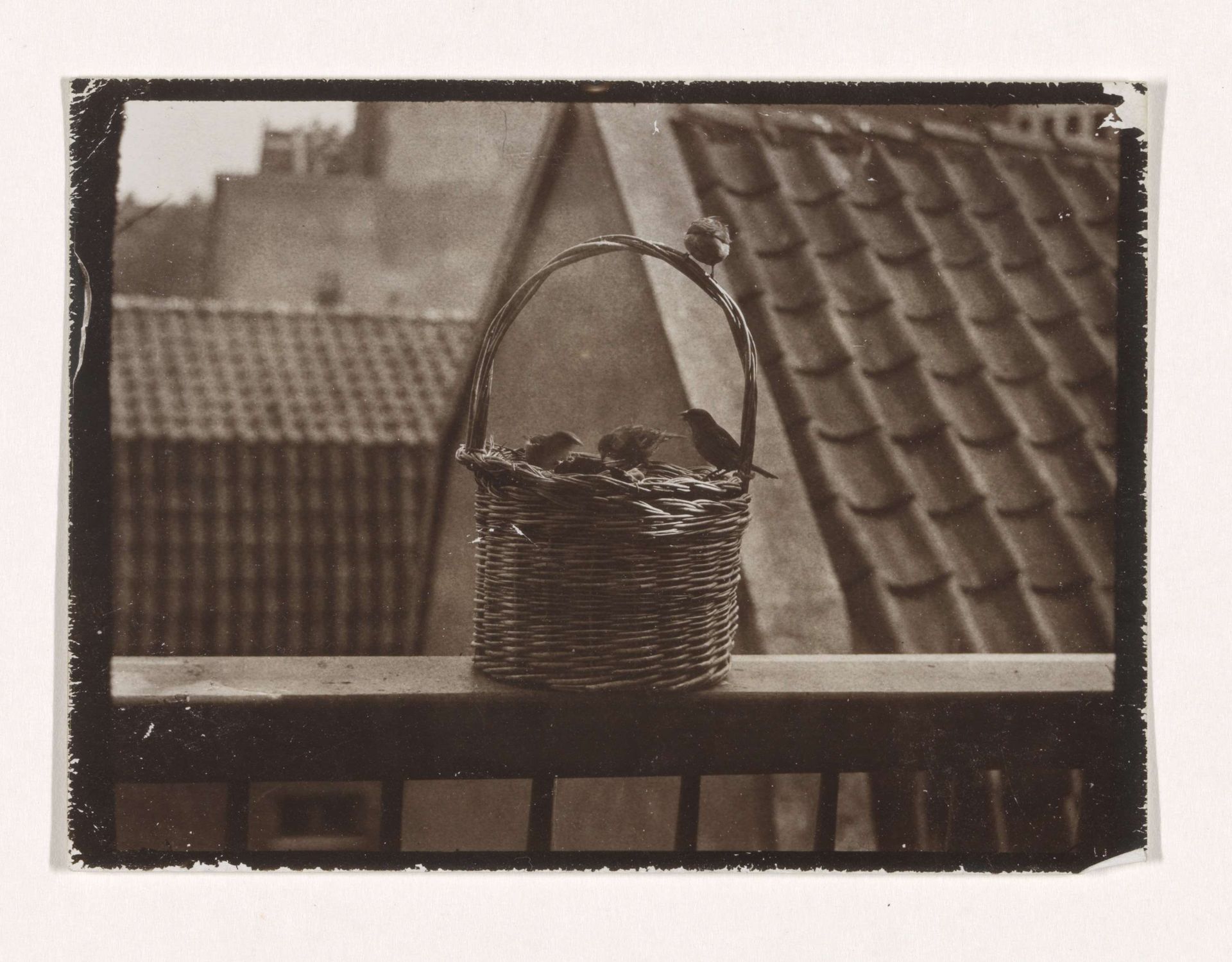 Sparrows on City Balcony by Richard Tepe