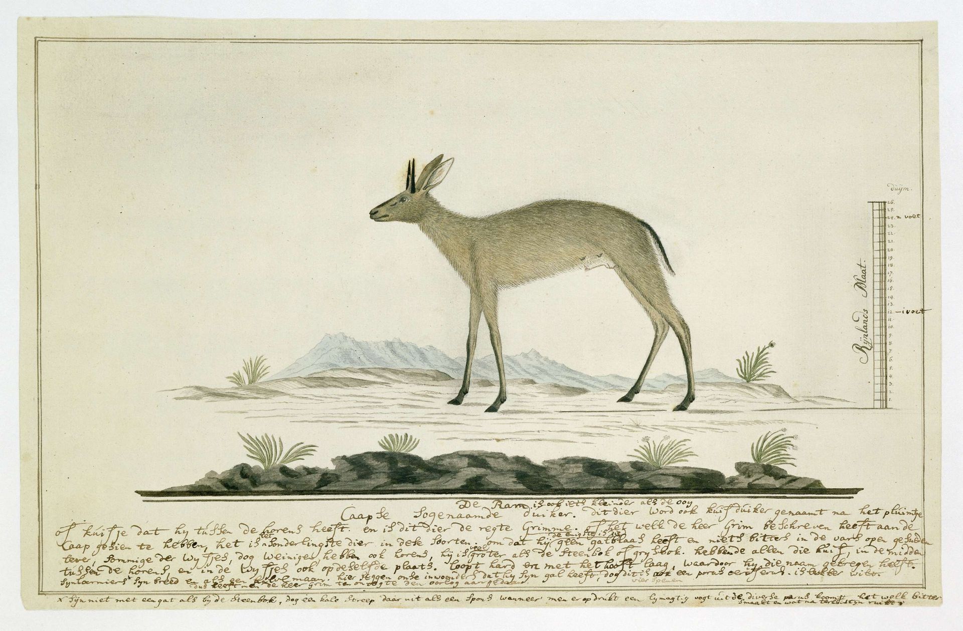 Sylvicapra grimmia (Common Duiker) by Robert Jacob Gordon
