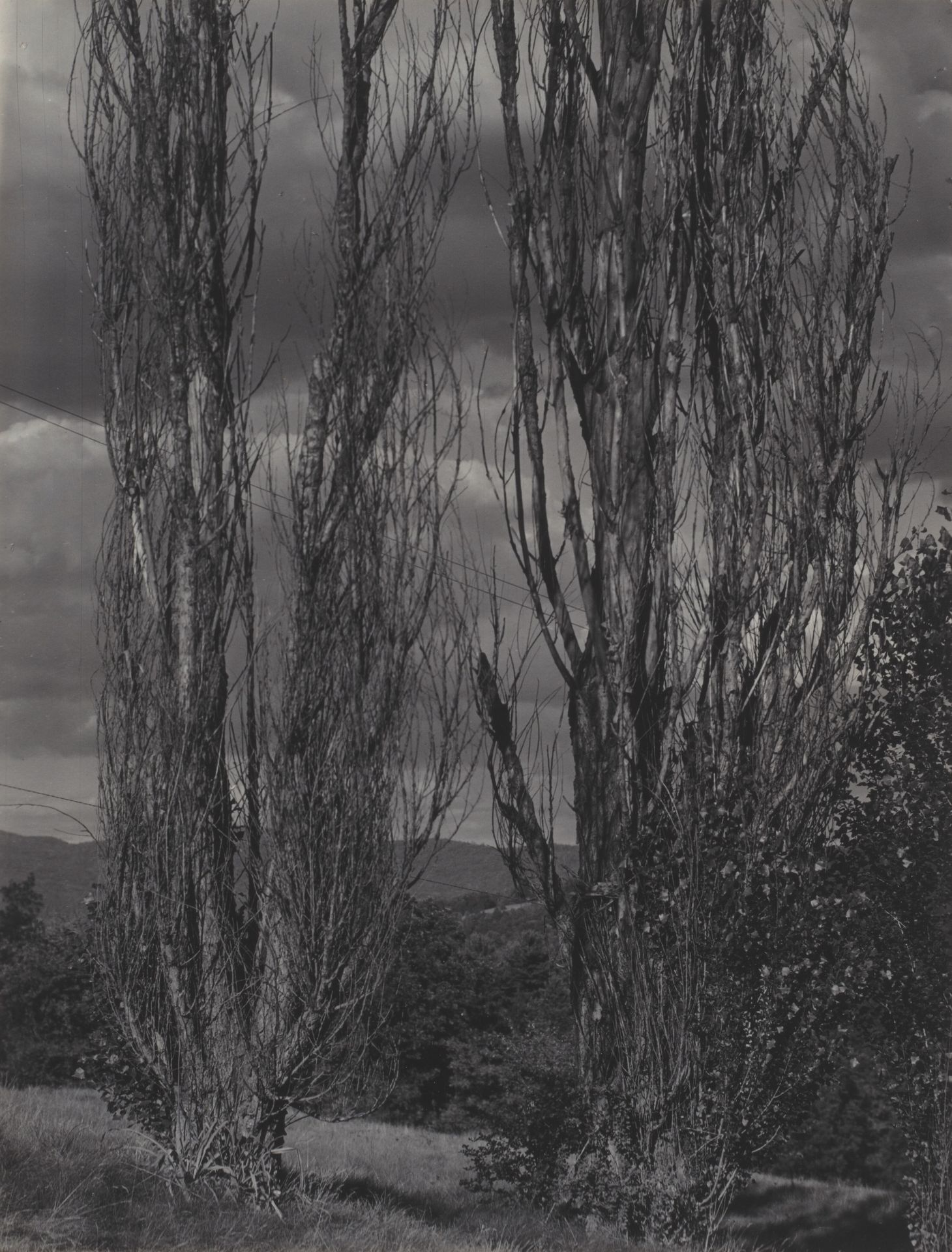 Poplars—Lake George by Alfred Stieglitz