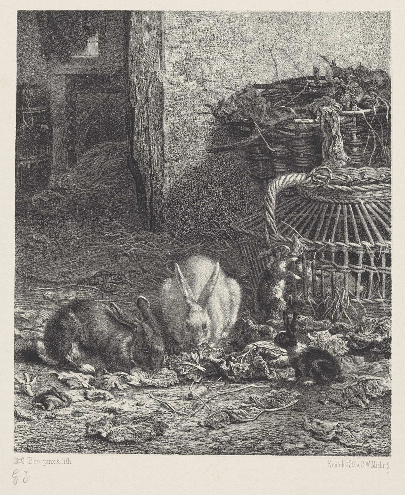 Konijnen knabbelend aan koolbladeren by Gerard Jan Bos