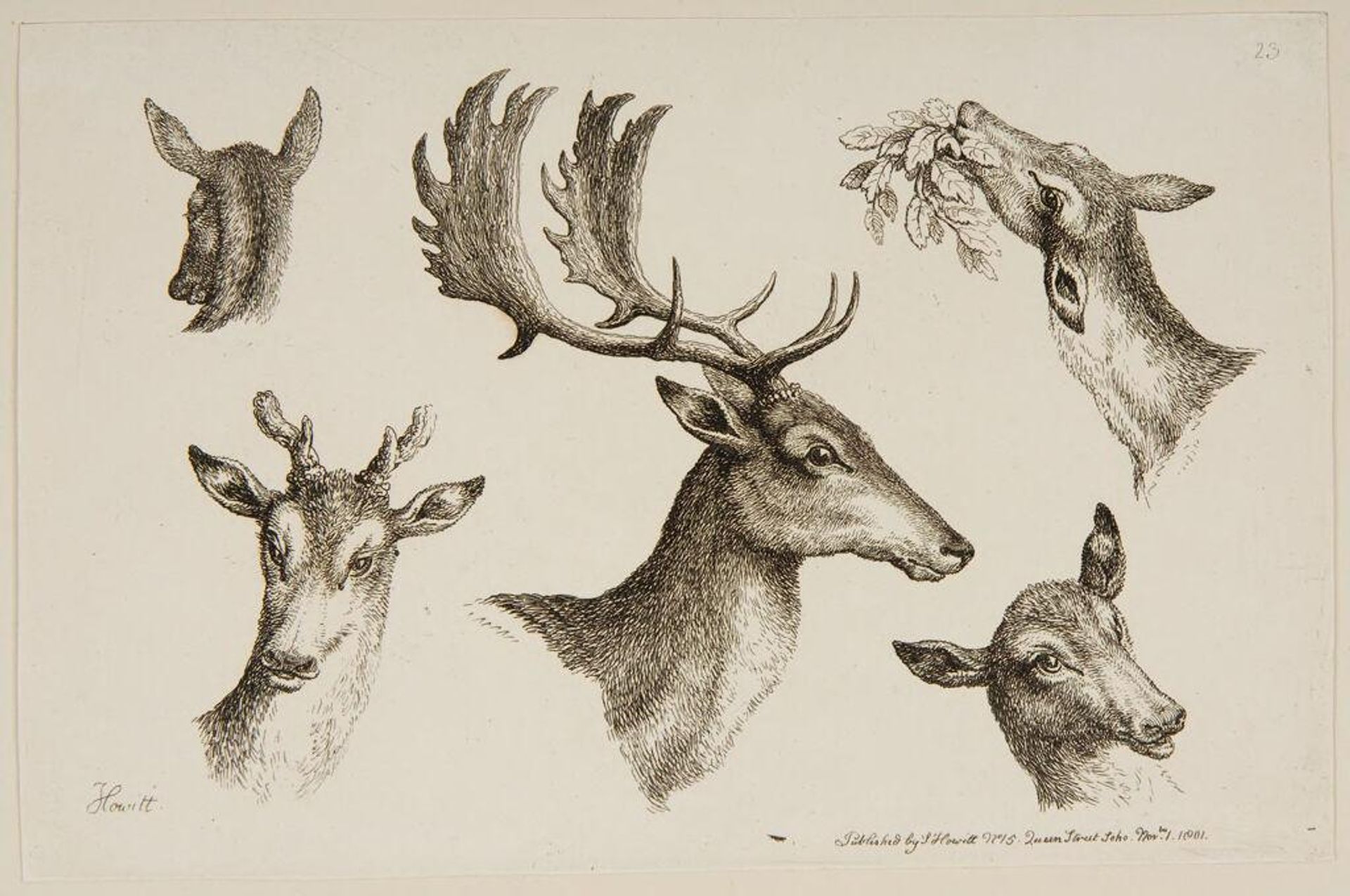Heads of Deer by Samuel Howitt