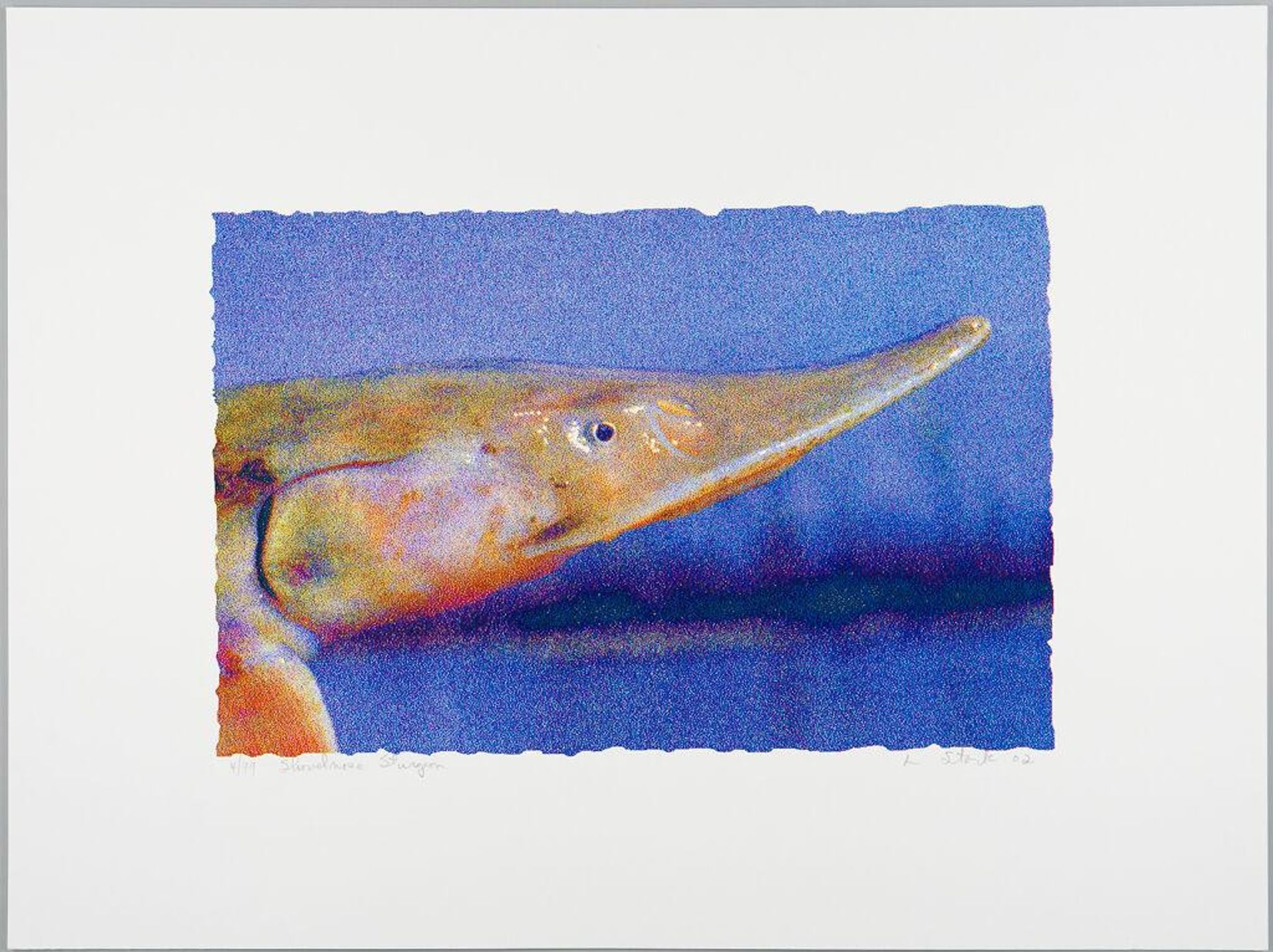 Shovelnose Sturgeon by Larry Stark
