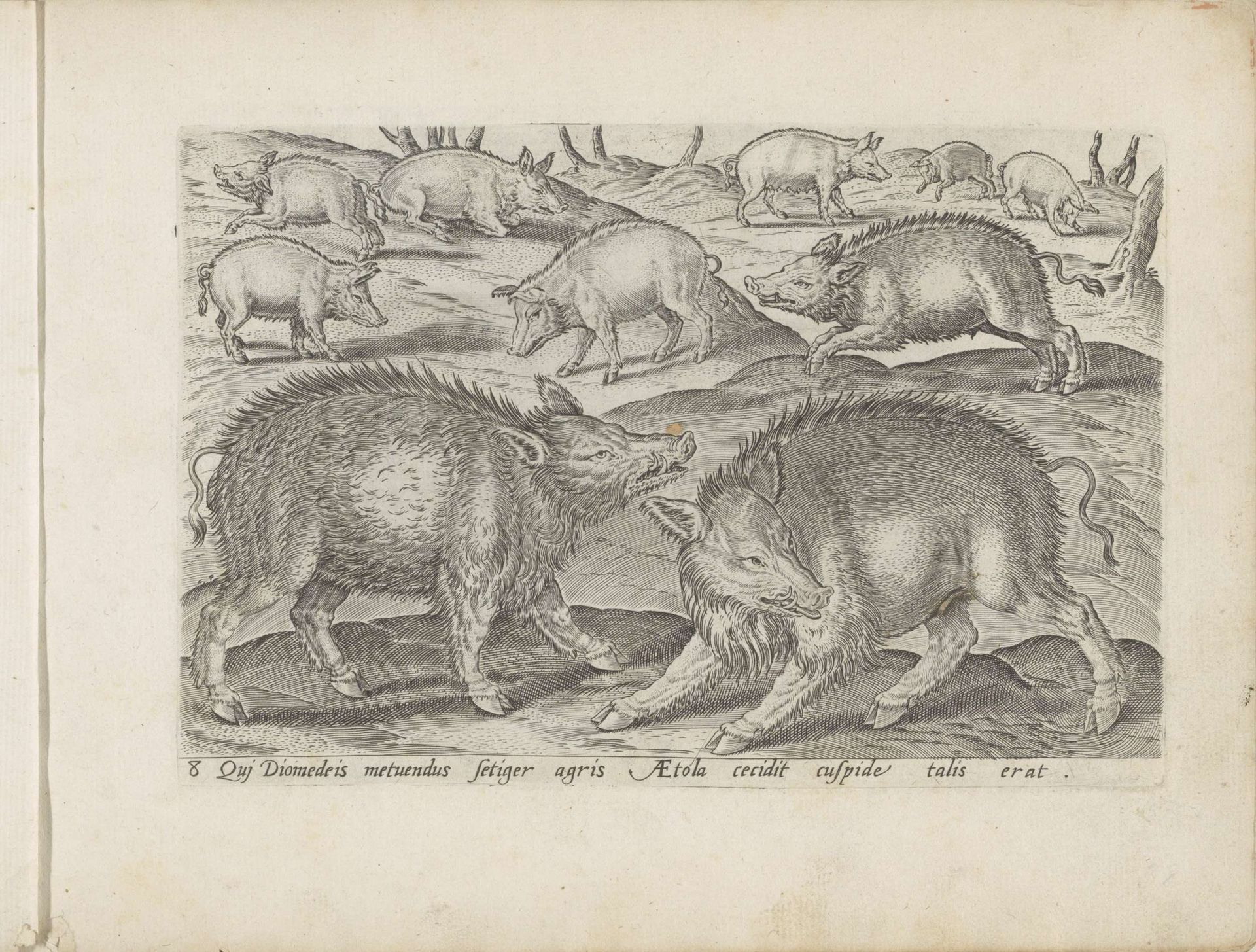 Verschillende zwijnen by Anonymous