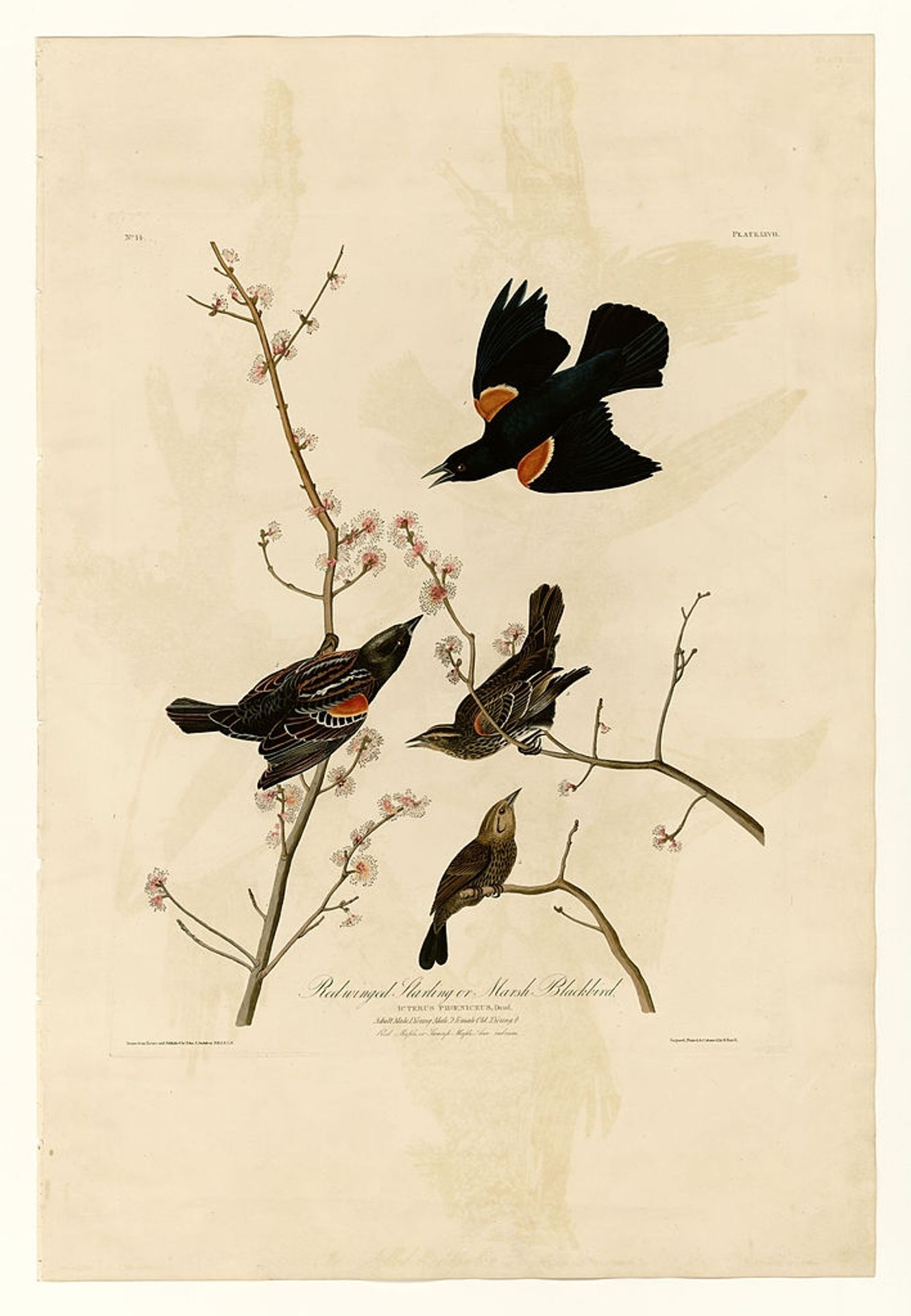 Plate 67 Red-winged Starling or Marsh Blackbird by John James Audubon