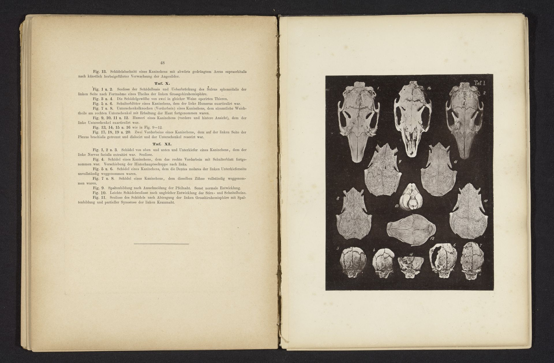 Veertien aangezichten van een konijnenschedel by Bernhard von Gudden