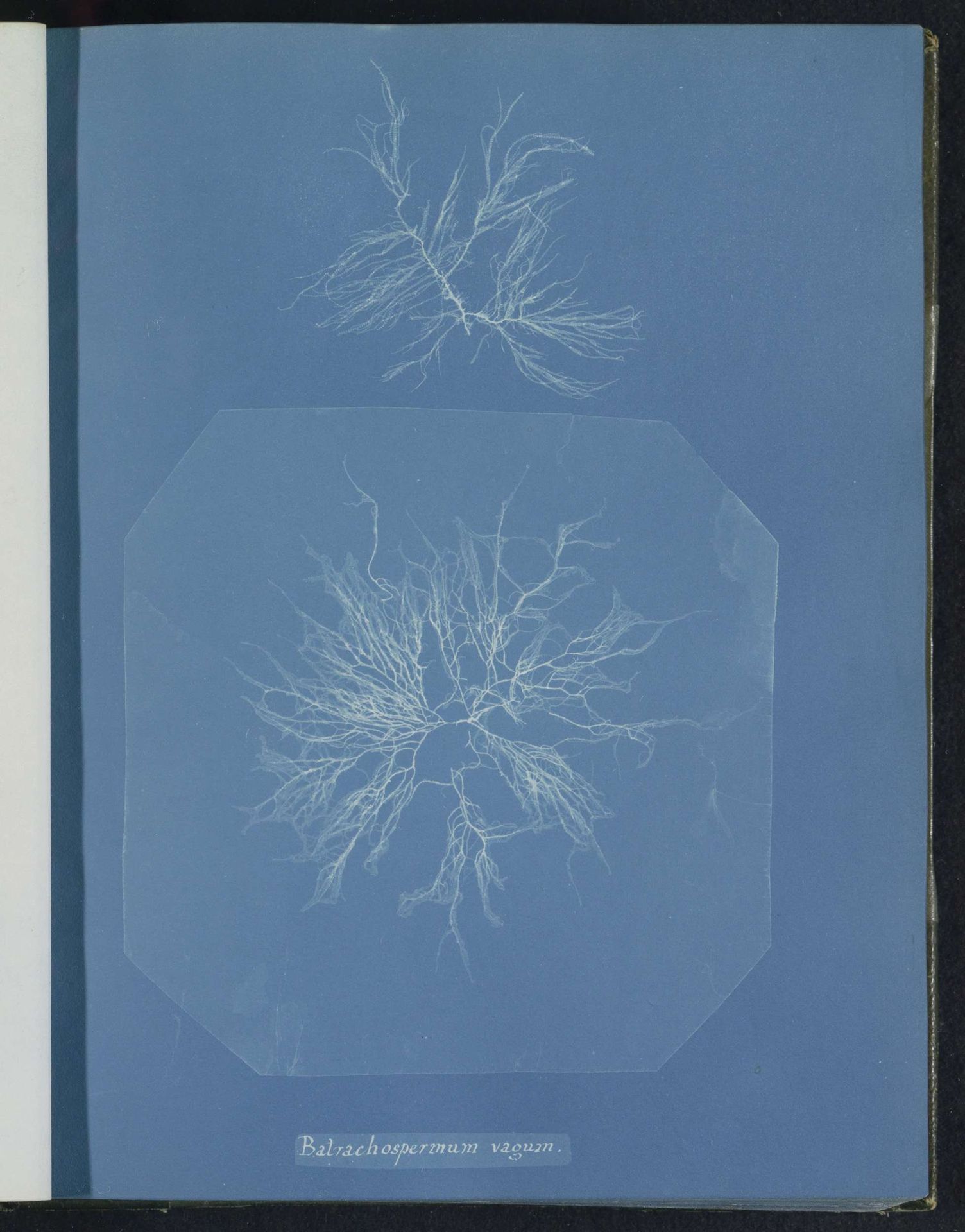 Batrachospermum vagum by Anna Atkins