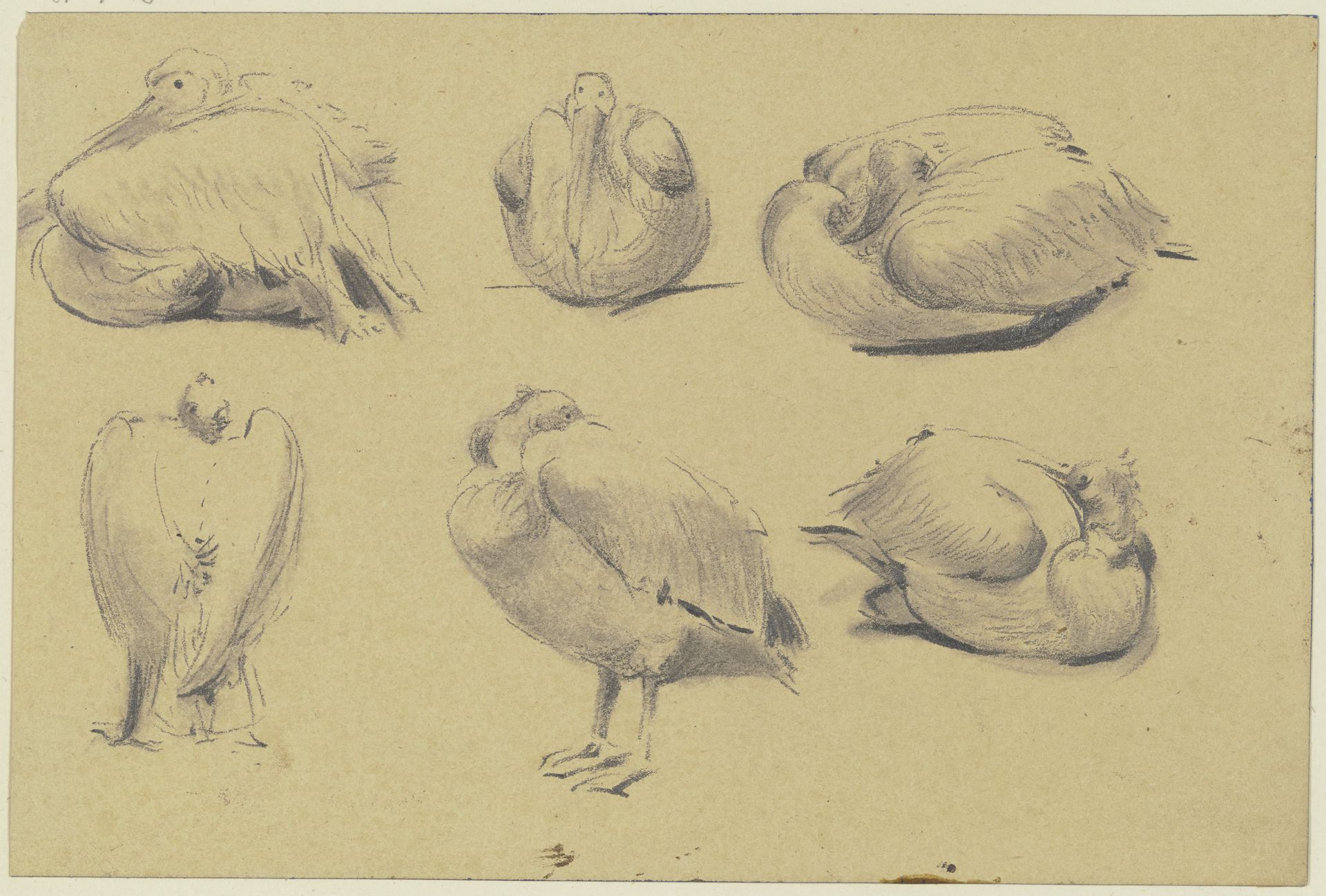 Pelicans by Wilhelm Gentz