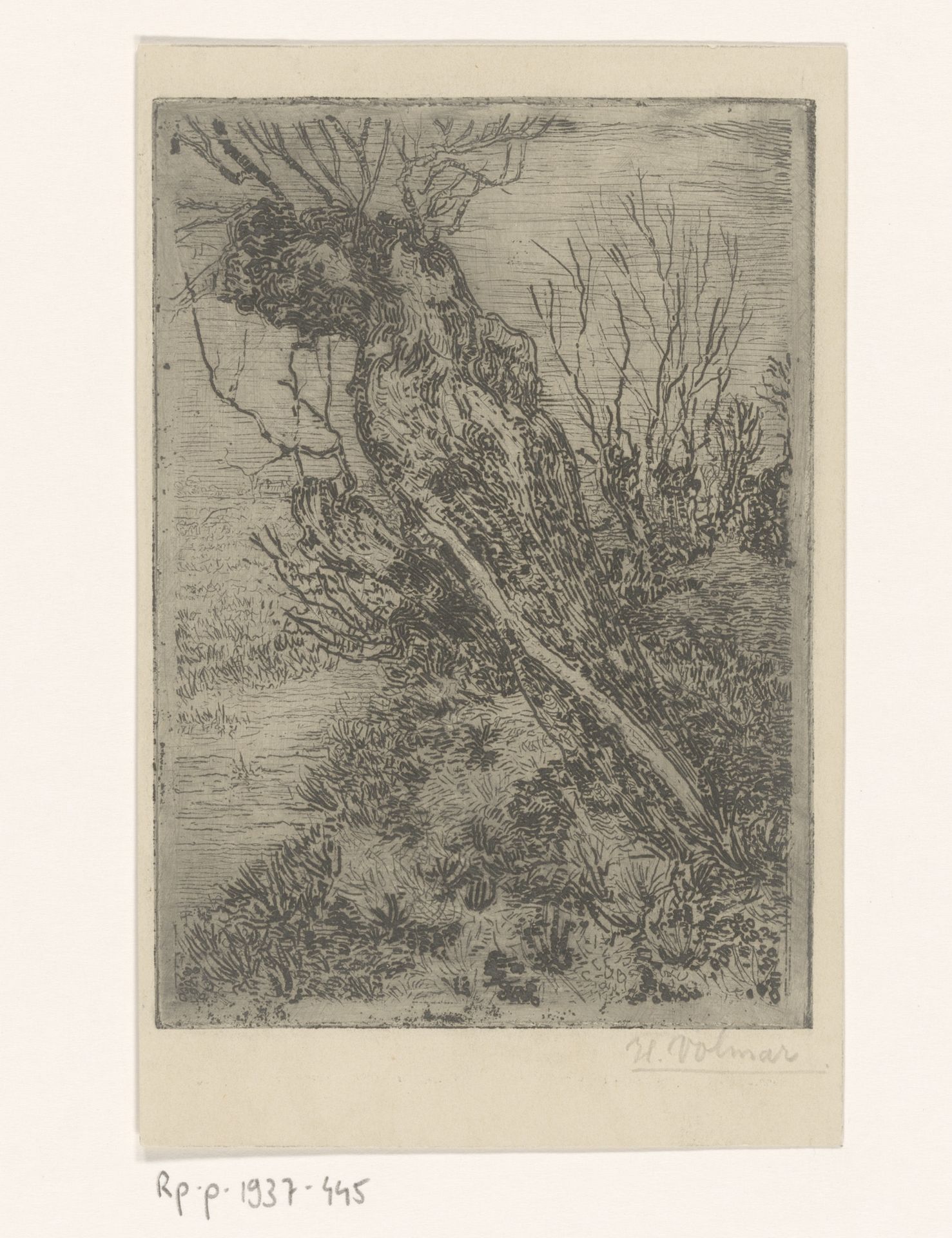 Knotwilg bij het water by Hendrik W.N. Volmar