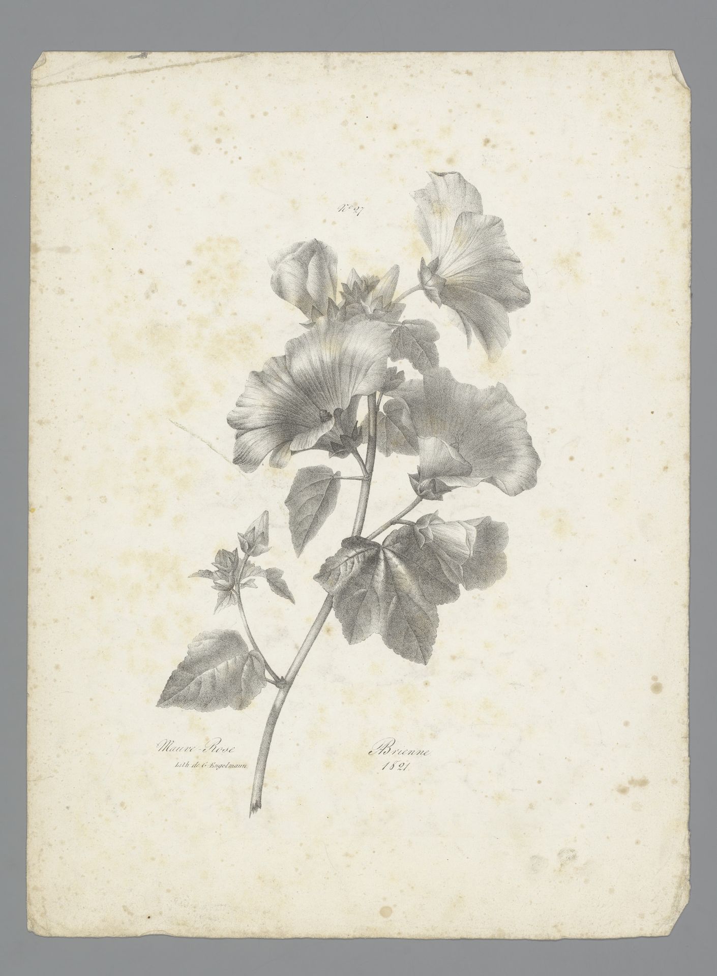 Roze kaasjeskruid by Auguste Piquet de Brienne
