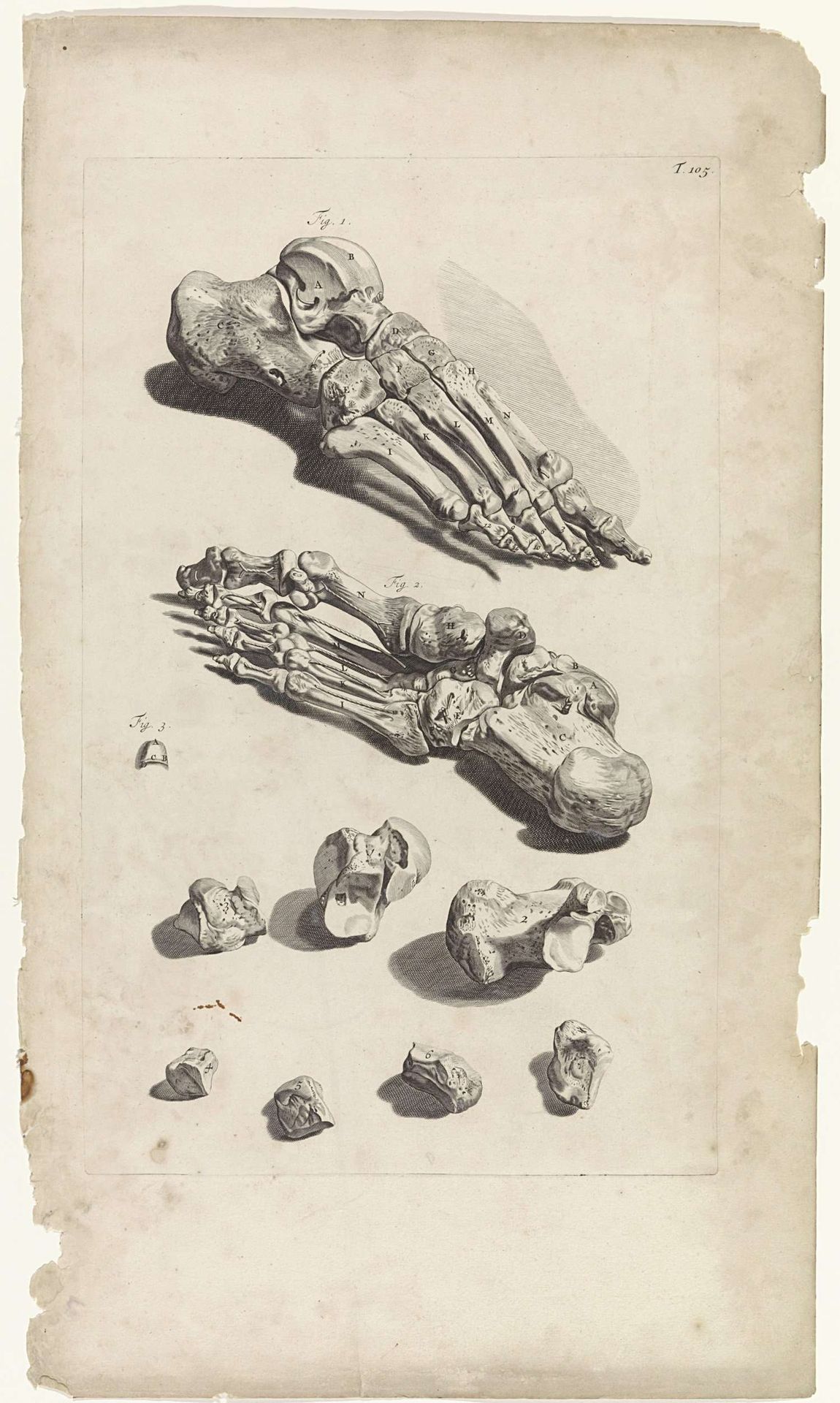 Anatomische studie van de voetbeenderen by Pieter van Gunst