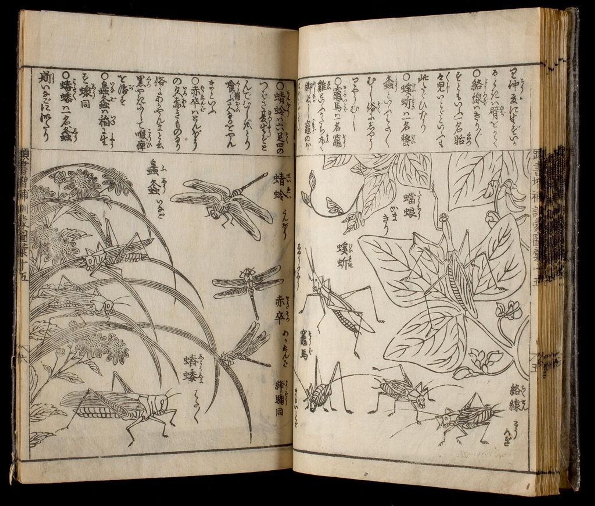 Great Illustrated Encyclopedia, Revised and Enlarged (SÅbo tÅsho kinmÅ zui taisei), vol. 7 by Author: Nakamura Tekisai