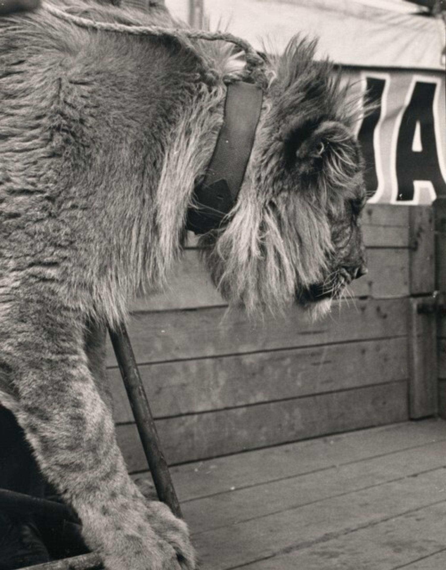 Untitled (Lion) (Bez názvu (Lev)) by Miroslav Hák