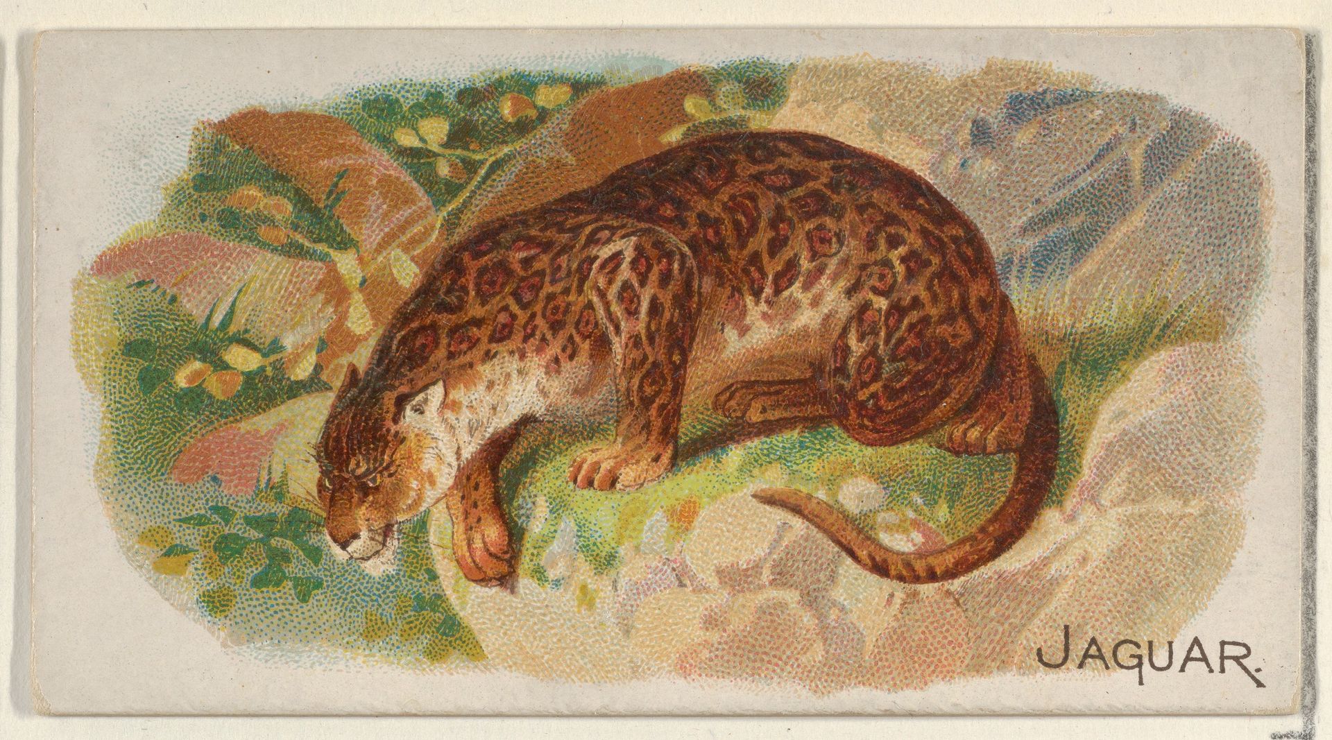 Jaguar, from the Quadrupeds series (N21) for Allen & Ginter Cigarettes by Allen & Ginter