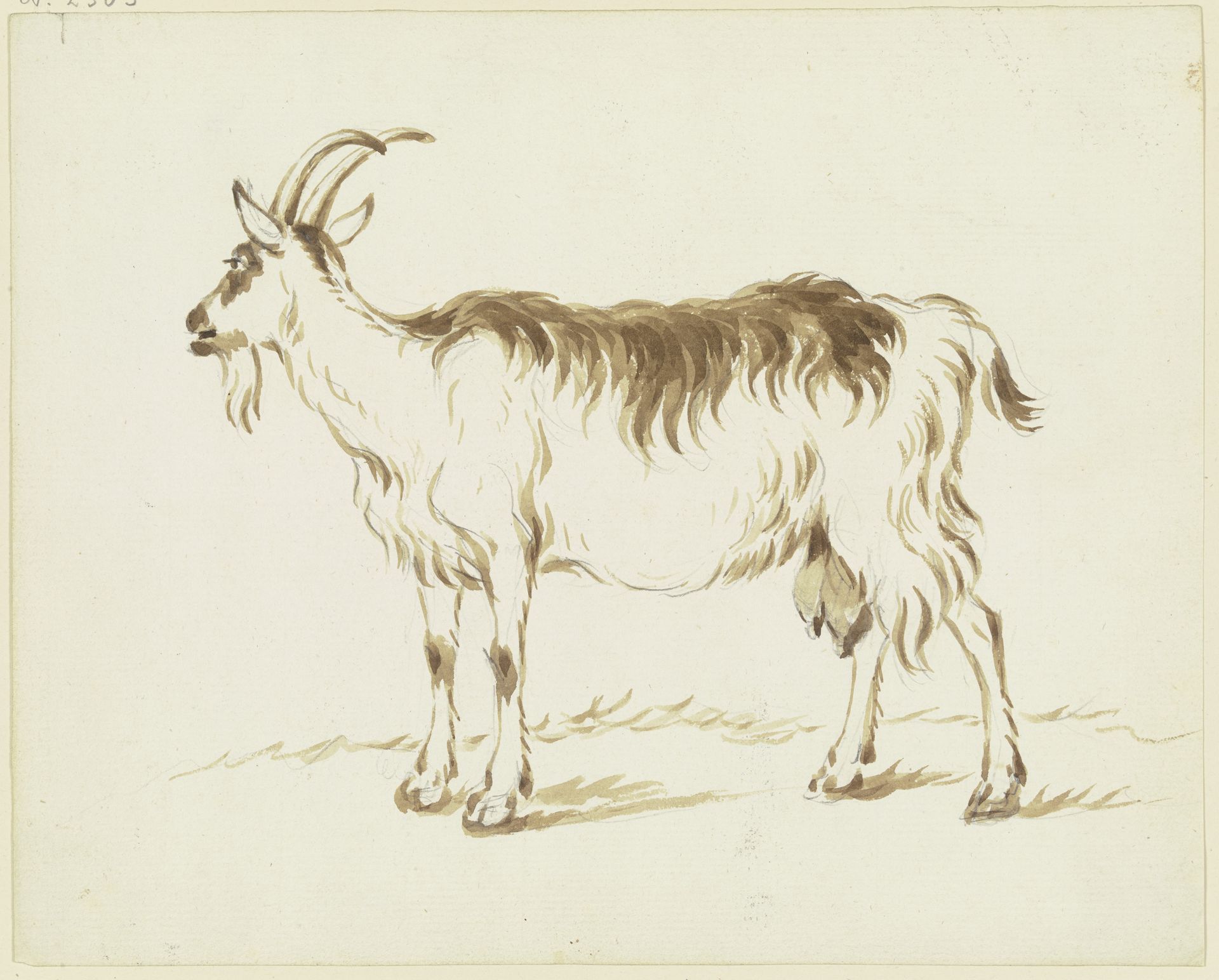 Standing goat to the left by Friedrich Wilhelm Hirt