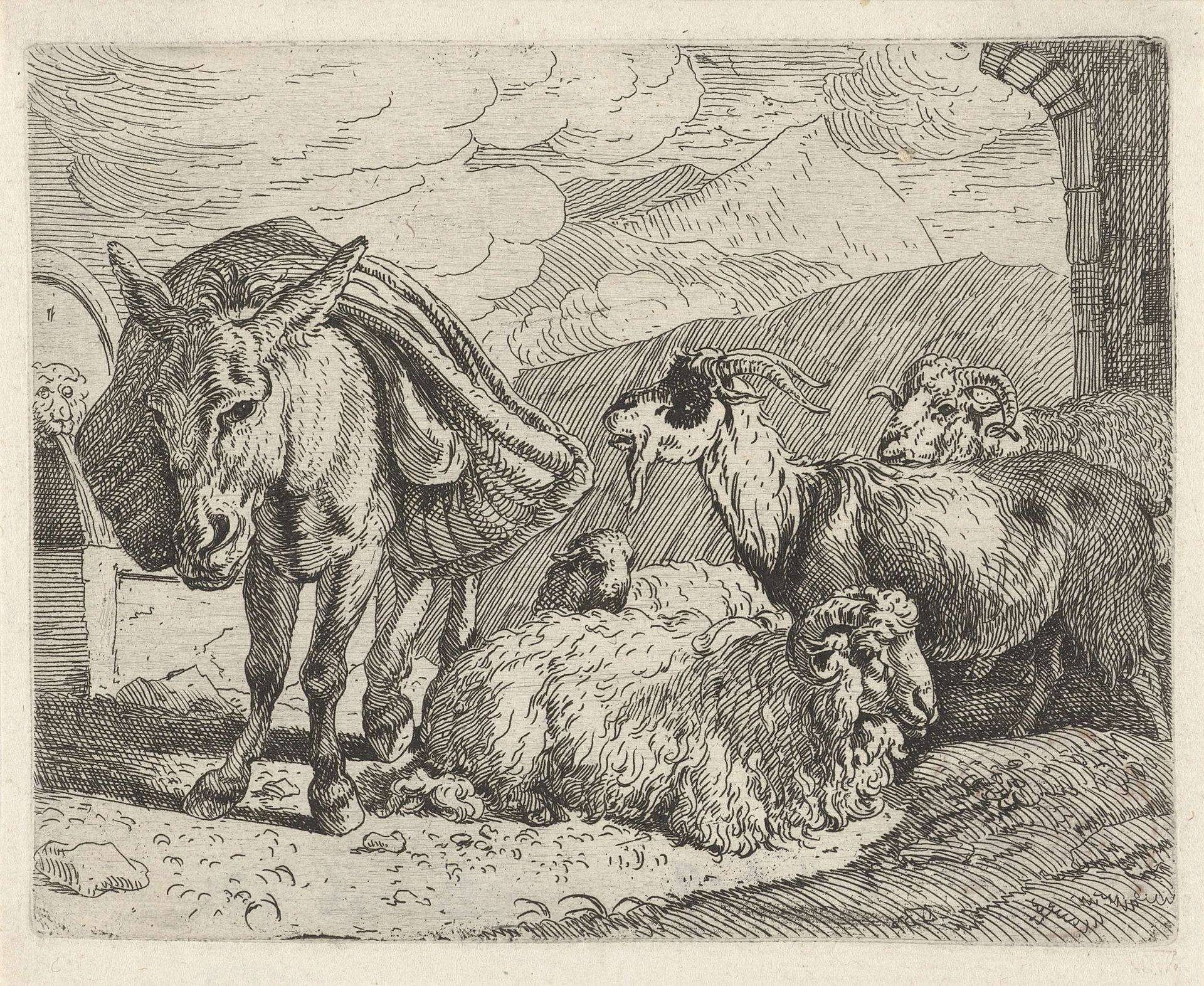 Ezel, schapen en een geit by Govert van der Leeuw