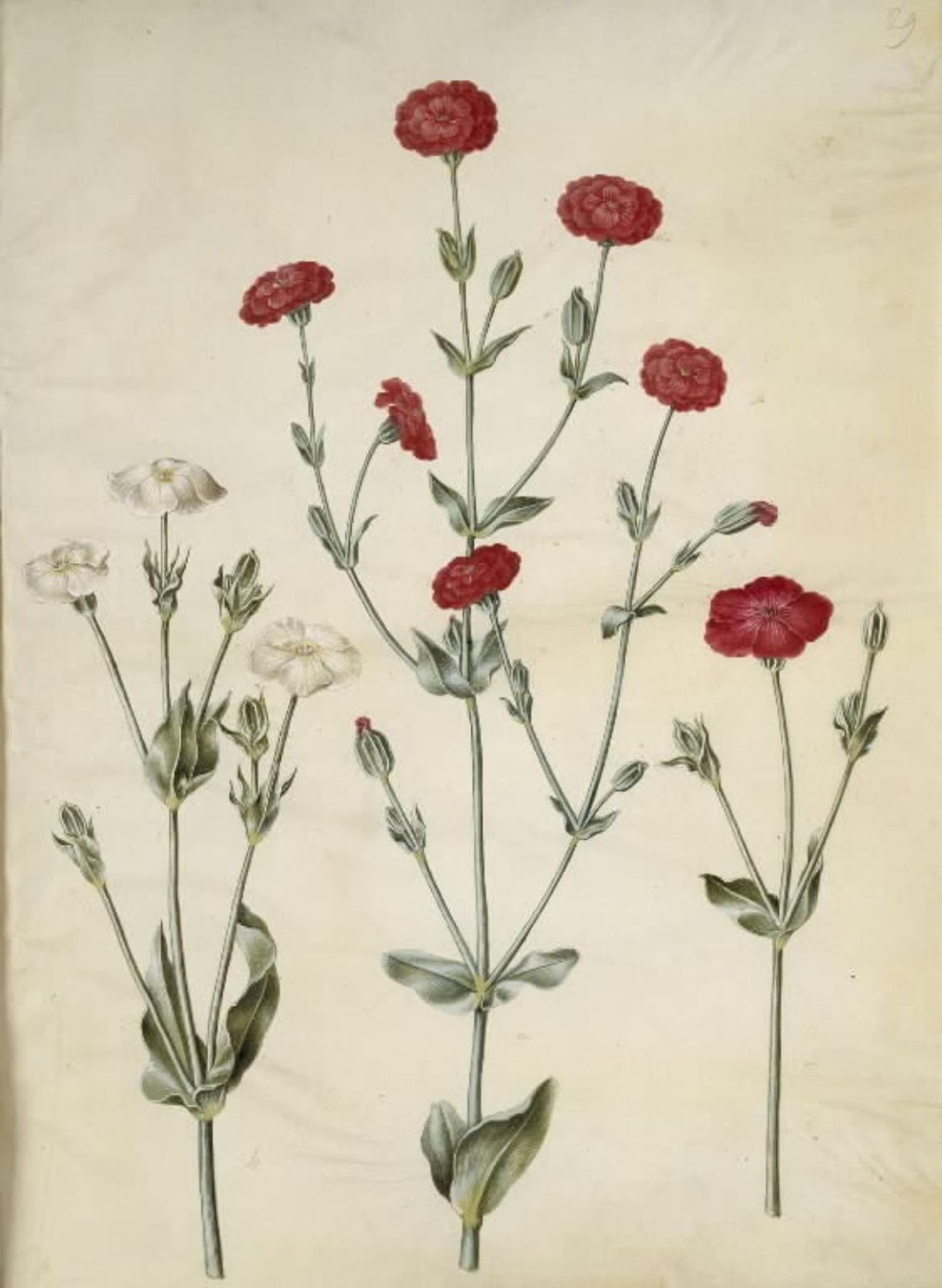 Silene coronaria (krone-limurt) by Hans Simon Holtzbecker
