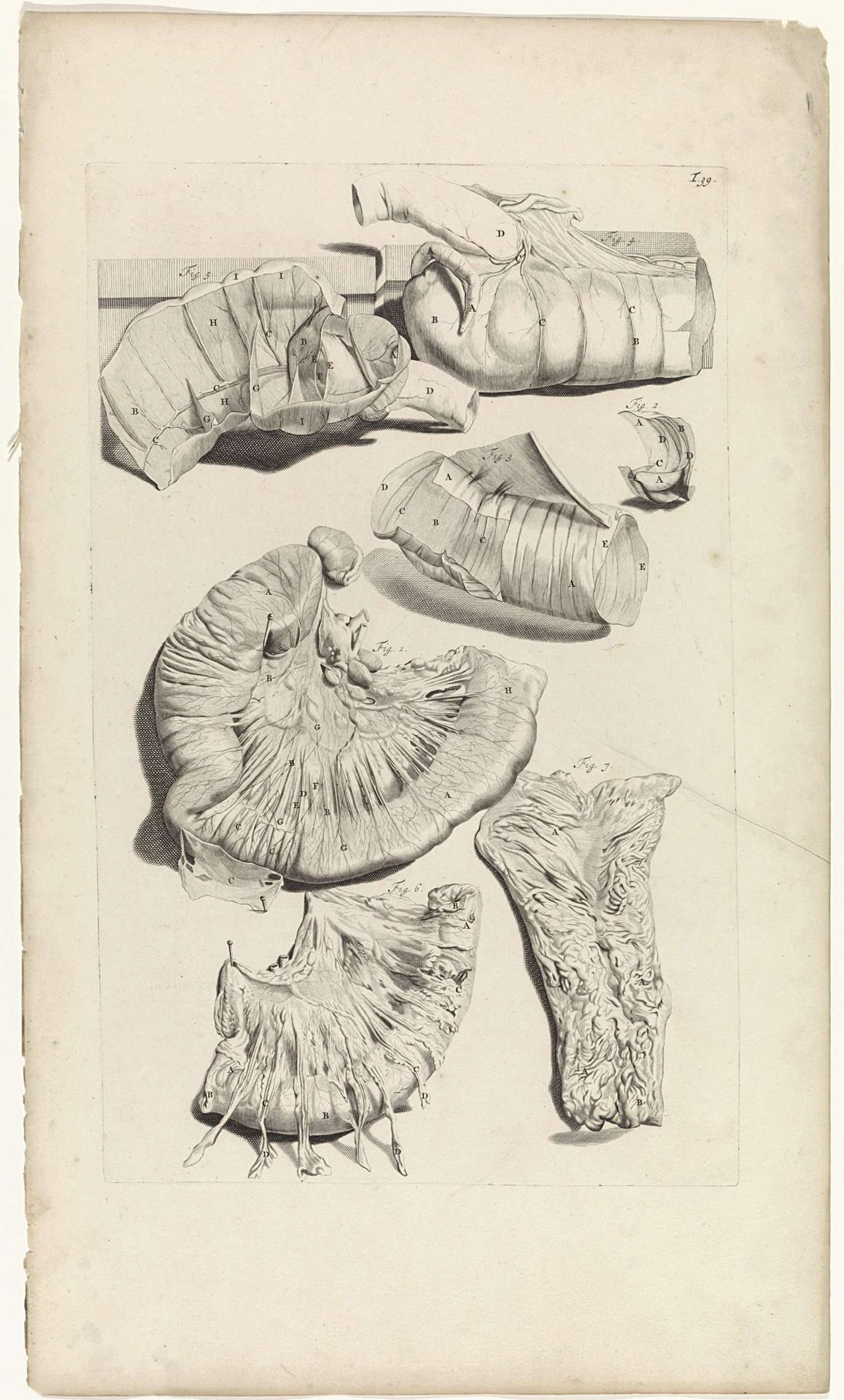 Anatomische studie van de blinde darm by Pieter van Gunst
