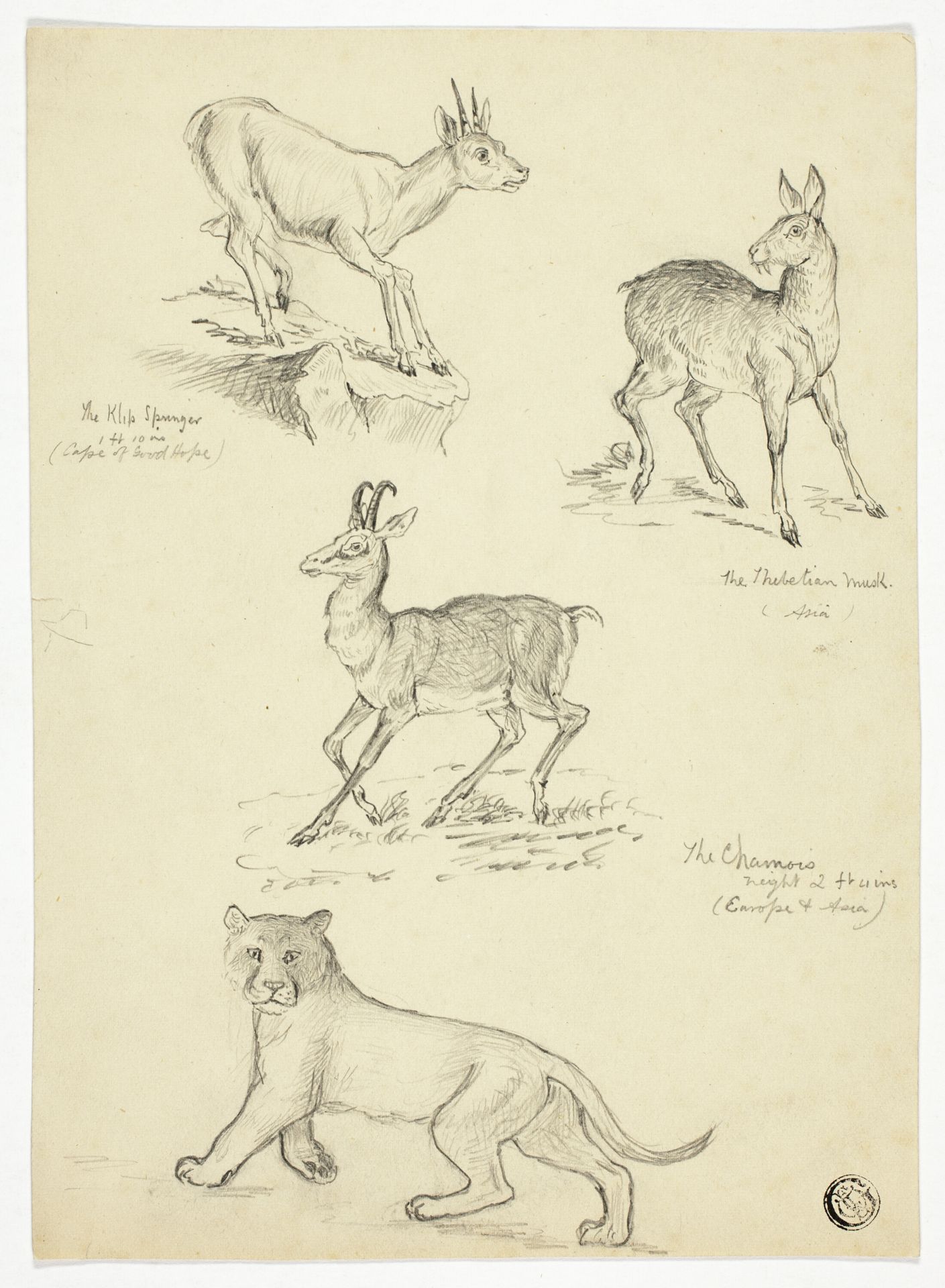 Chamois, Musk, Klipbok and Lion by Thomas Uwins