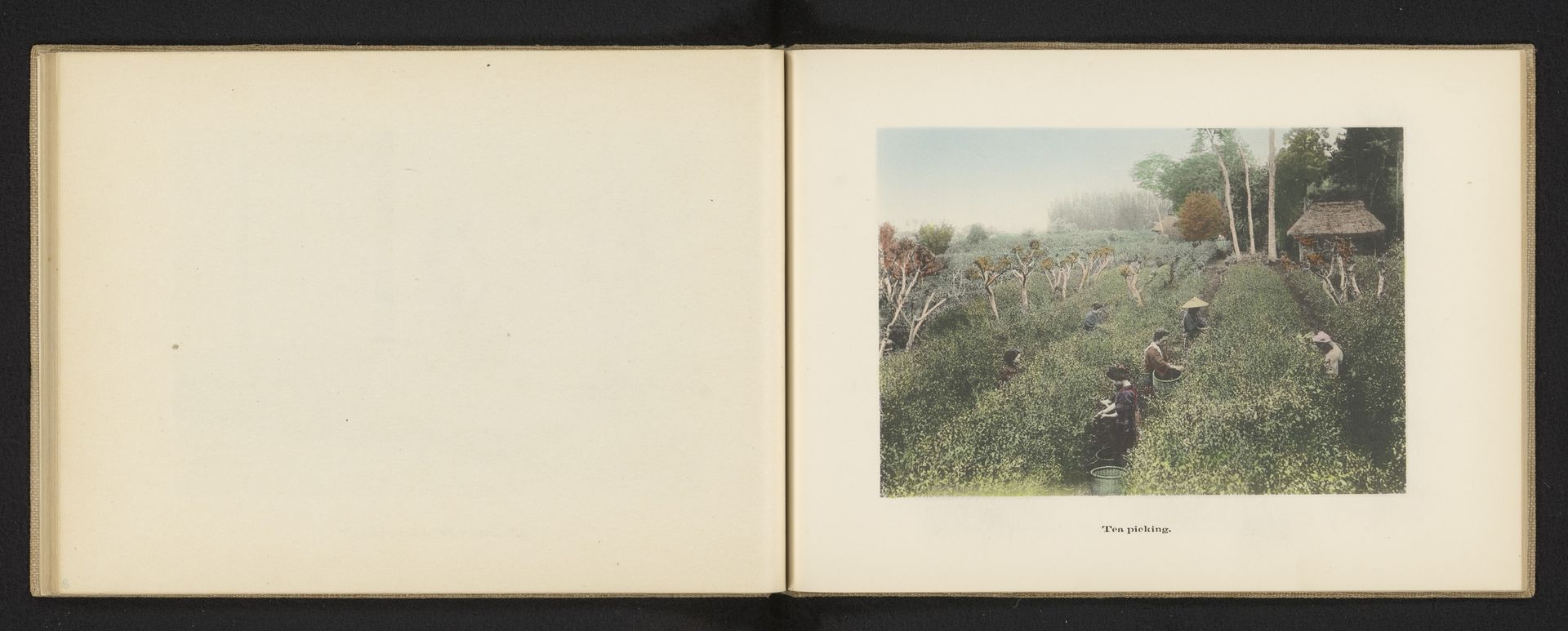 Mensen die thee plukken in Japan by Kōzaburō Tamamura
