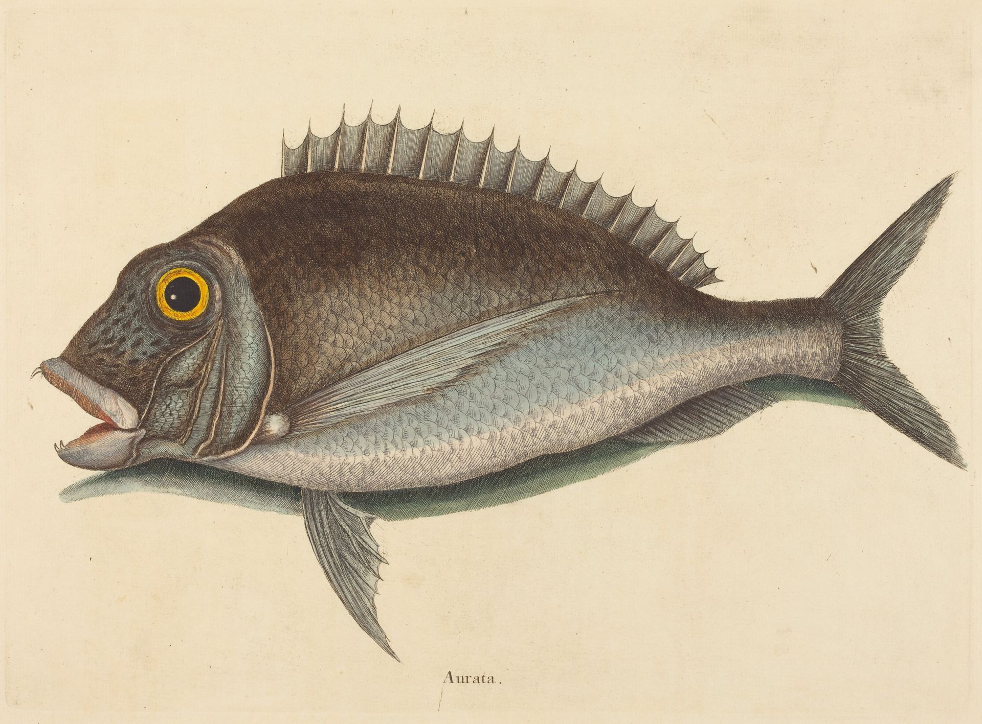 The Porgy (Sparus chrysops) by Mark Catesby