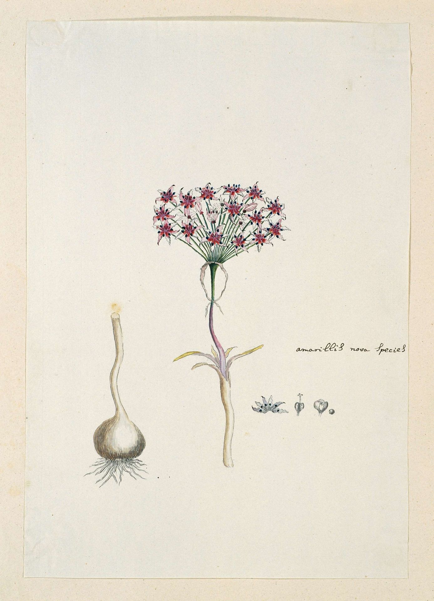 Hessea cinnamomea (L'Hérit.) Durand & Schinz. (umbrella lily) by Robert Jacob Gordon