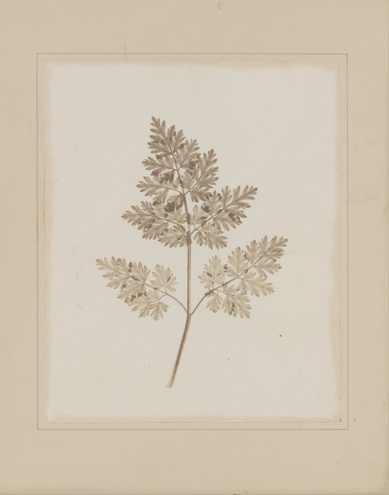 Leaf of a Plant by William Henry Fox Talbot