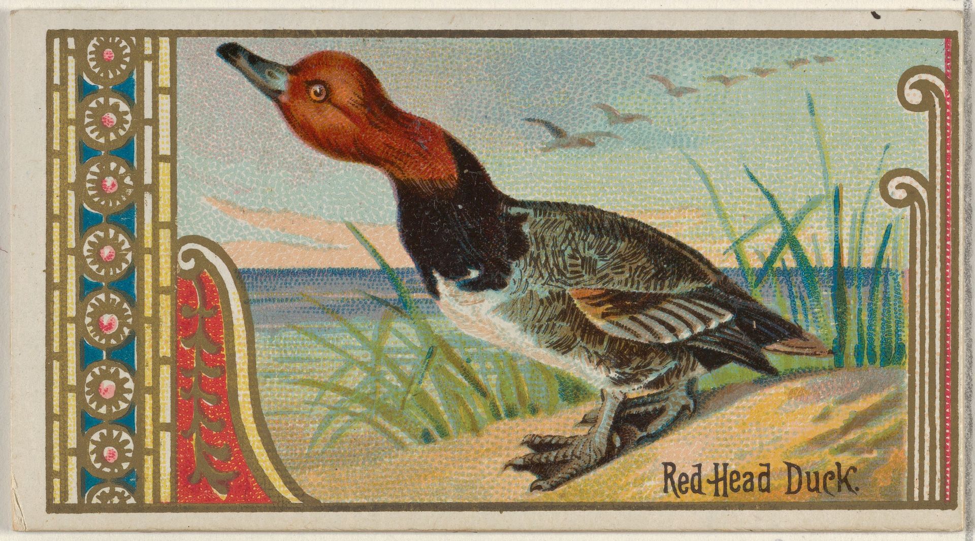Red Head Duck, from the Game Birds series (N13) for Allen & Ginter Cigarettes Brands by Allen & Ginter