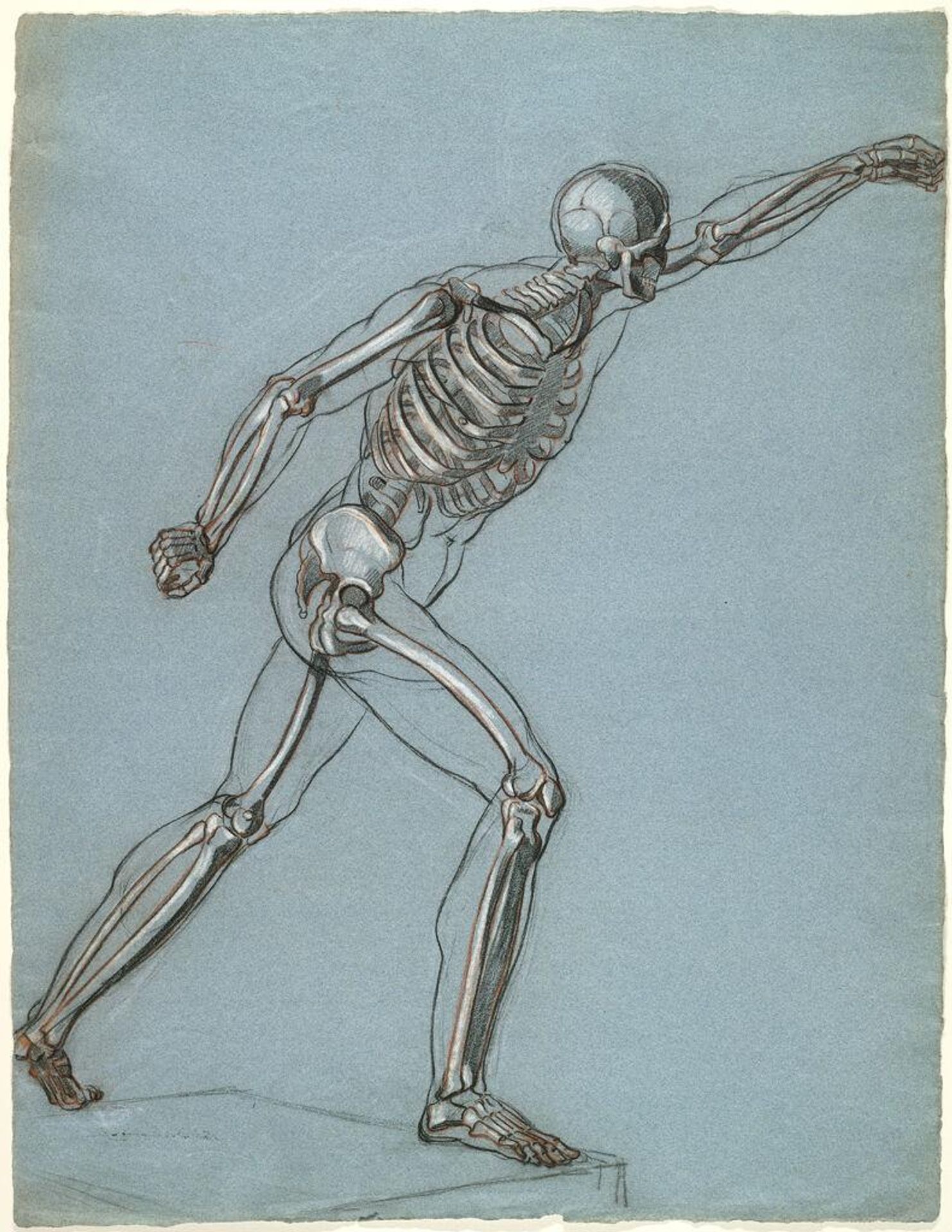 Study of the Borghese Gladiator as a Skeleton by Philibert d'Amiens de Ranchicourt