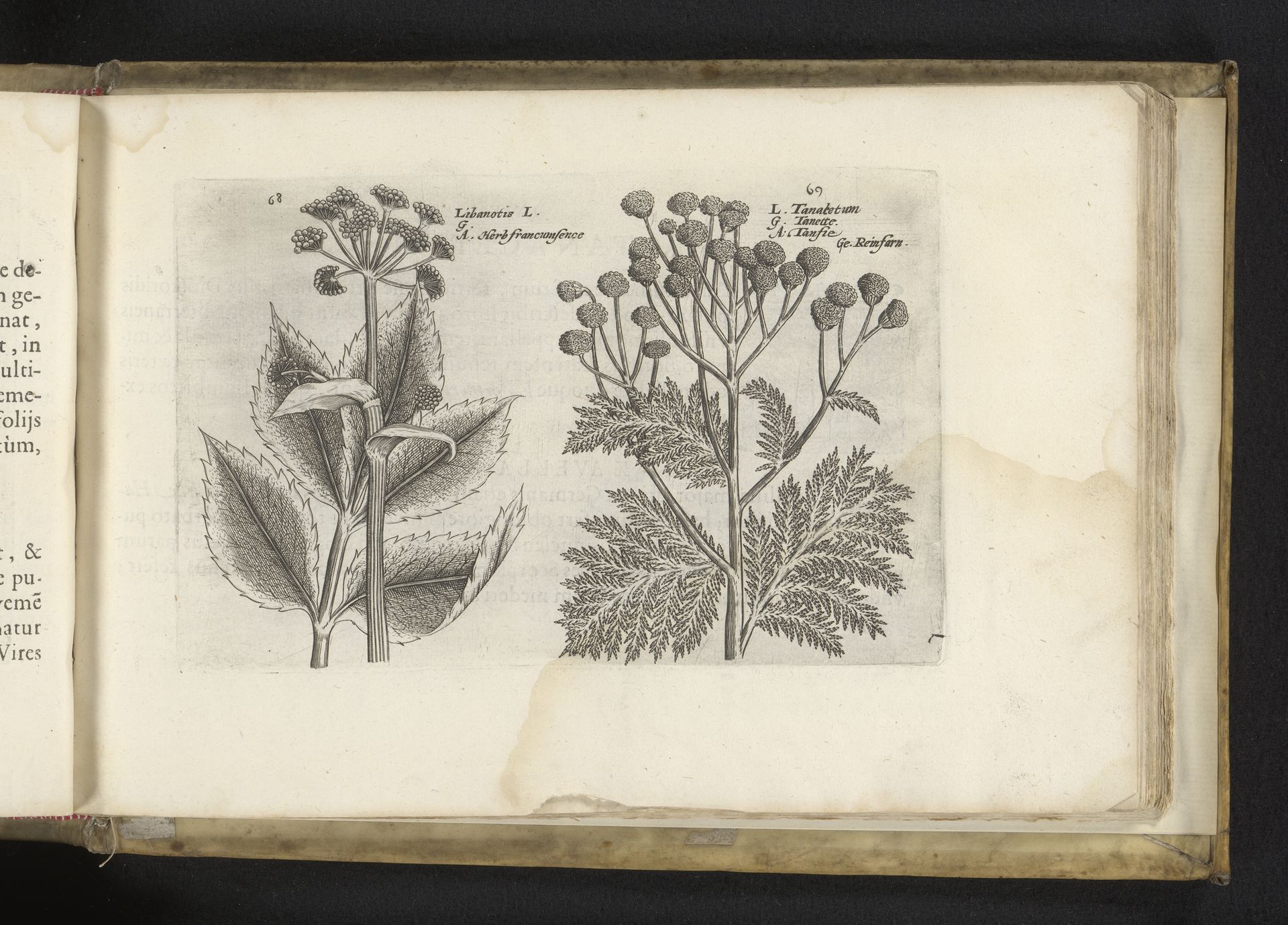 Hertswortel en boerenwormkruid by Crispijn van de (II) Passe