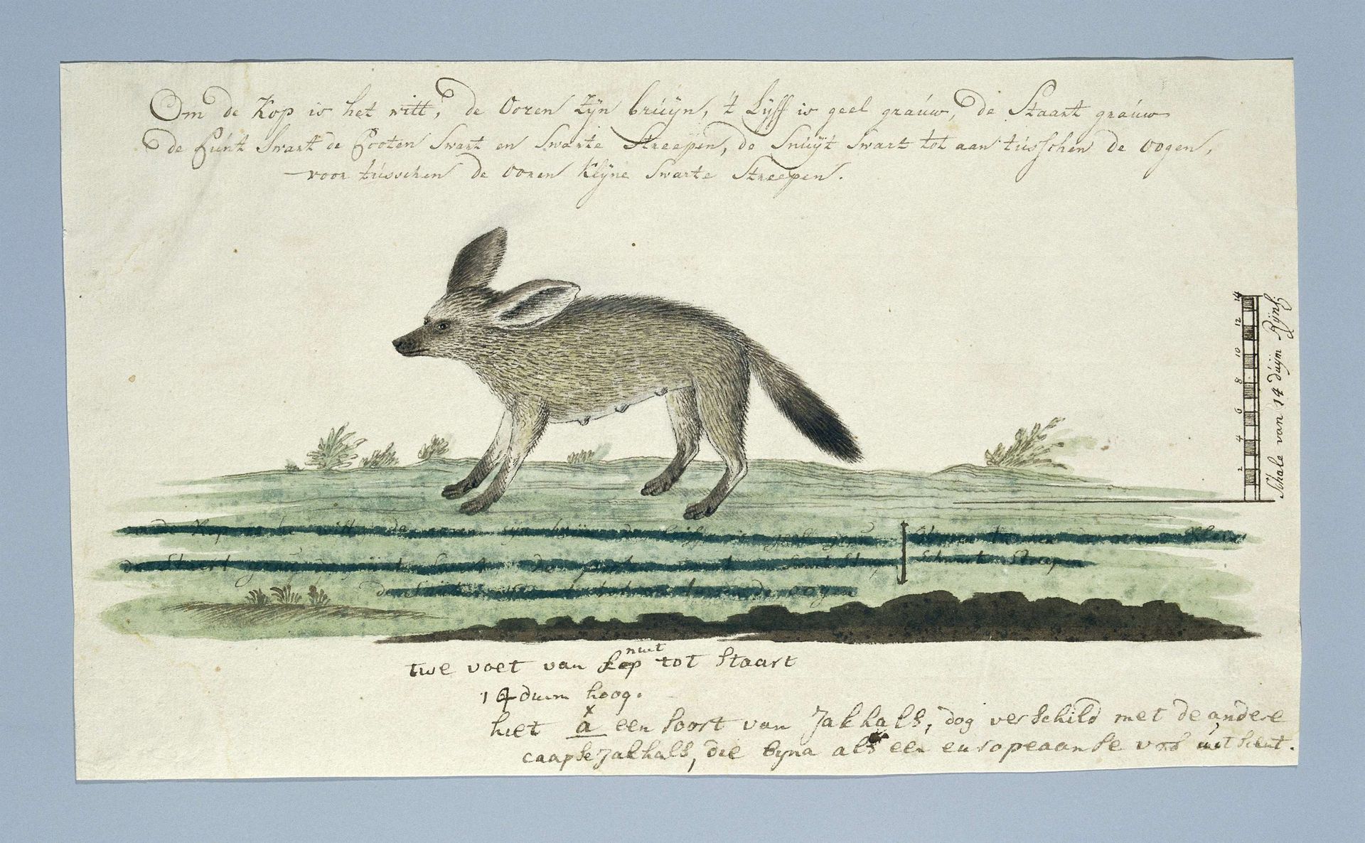 Otocyon megalotis (Bat-eared fox) by Robert Jacob Gordon