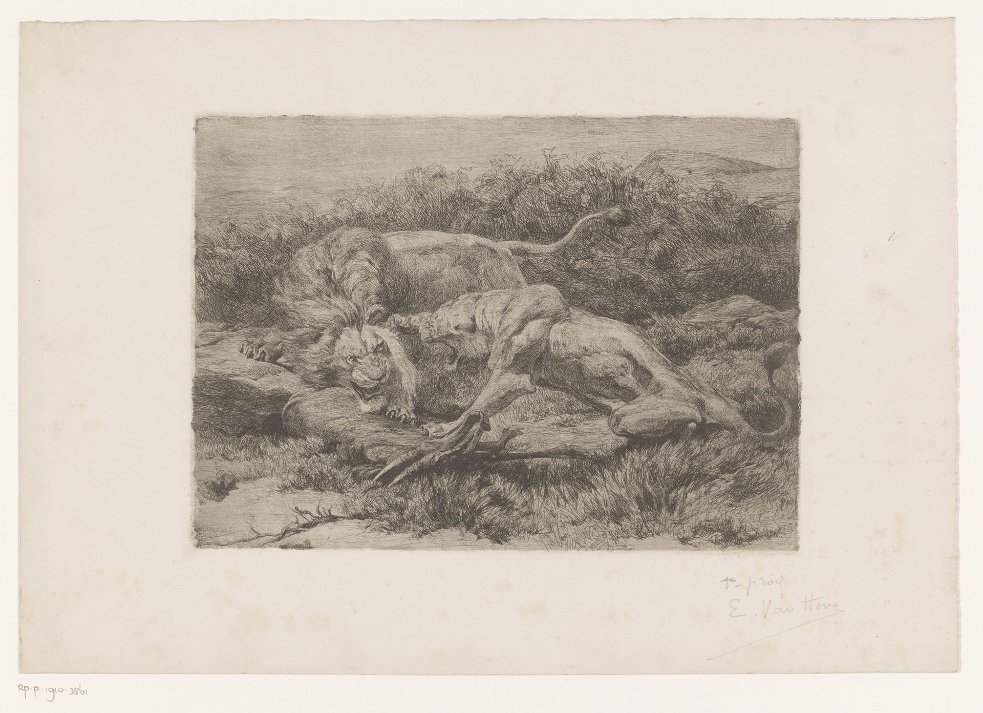 Twee leeuwen vechten om een antilope by Eugène Van Hove