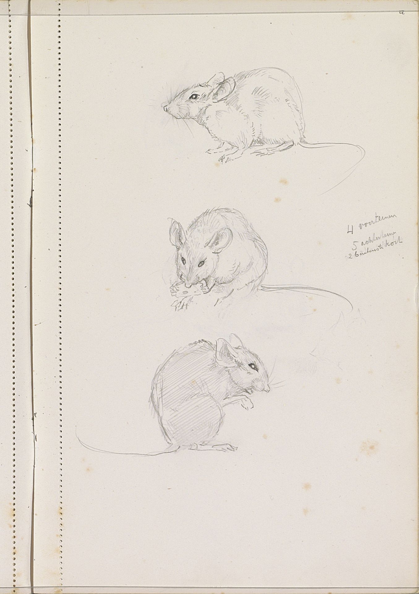 Muizen by Otto Verhagen