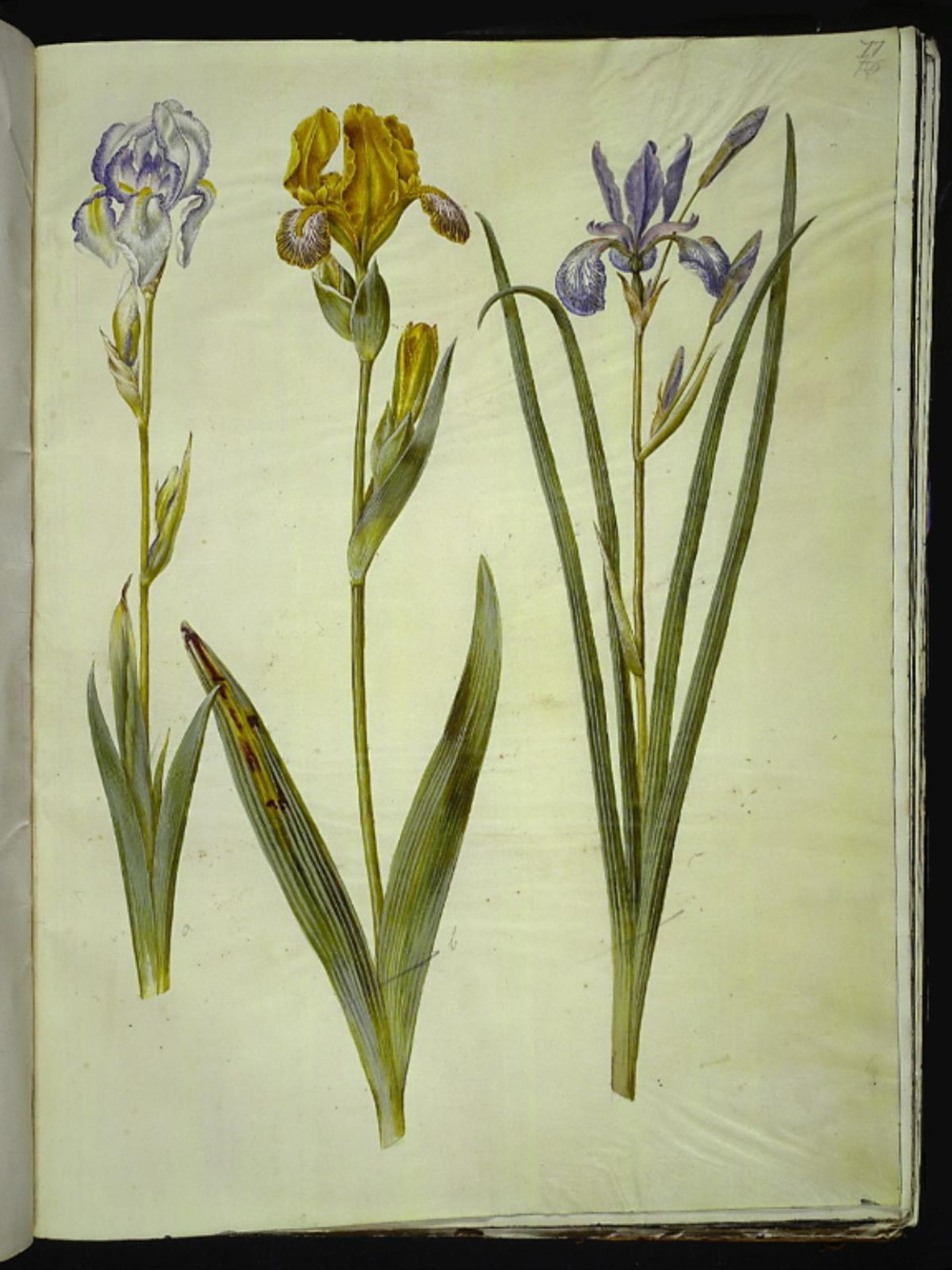 Iris pallida (bleg iris); Iris variegata (broget iris); Iris sibirica (sibirisk iris) by Hans Simon Holtzbecker