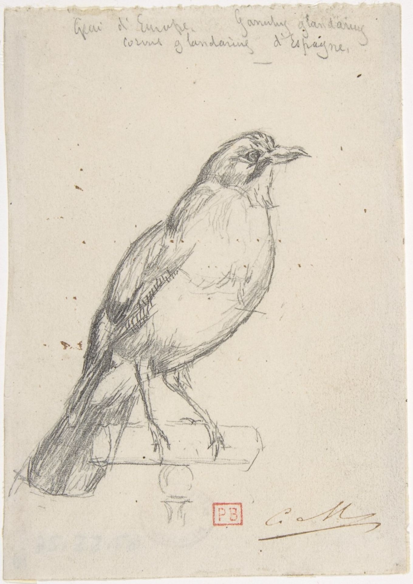 A European Jay by Charles Meryon