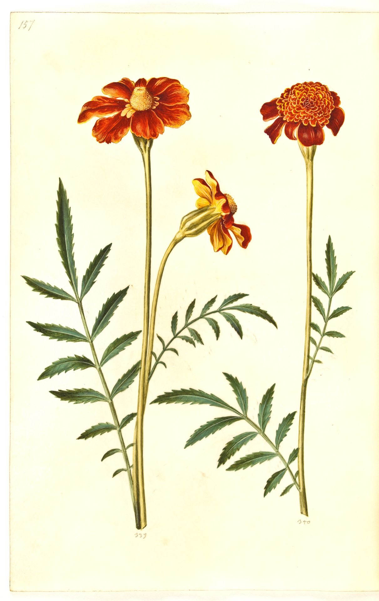 Tagetes patula (udspærret fløjlsblomst) by Hans Simon Holtzbecker