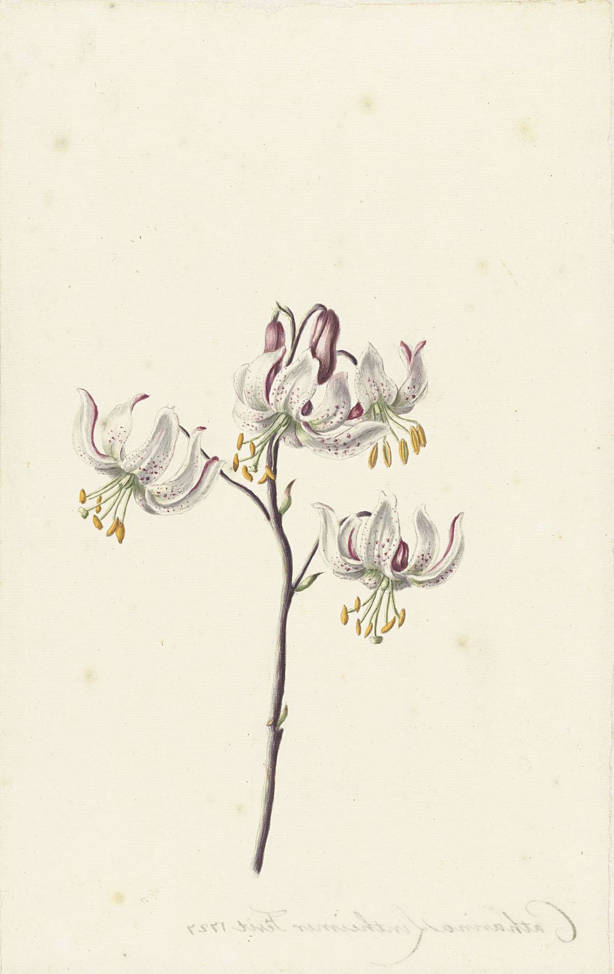 Takje met vier witte lelies by Catharina Lintheimer