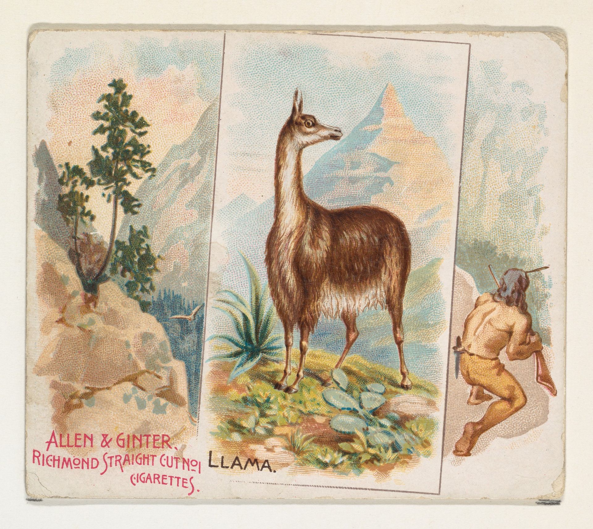 Llama, from Quadrupeds series (N41) for Allen & Ginter Cigarettes by Allen & Ginter