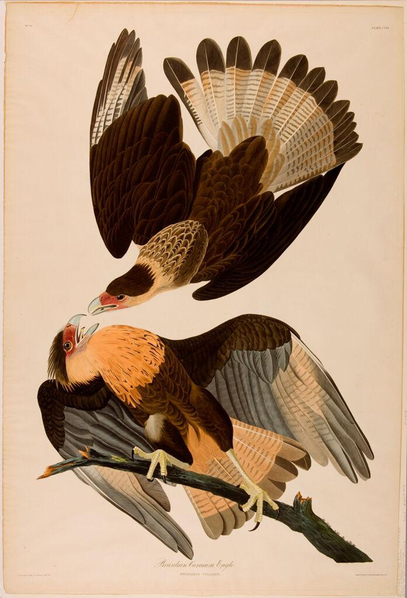 Brazilian Caracara Eagle by Robert Havell Jr.