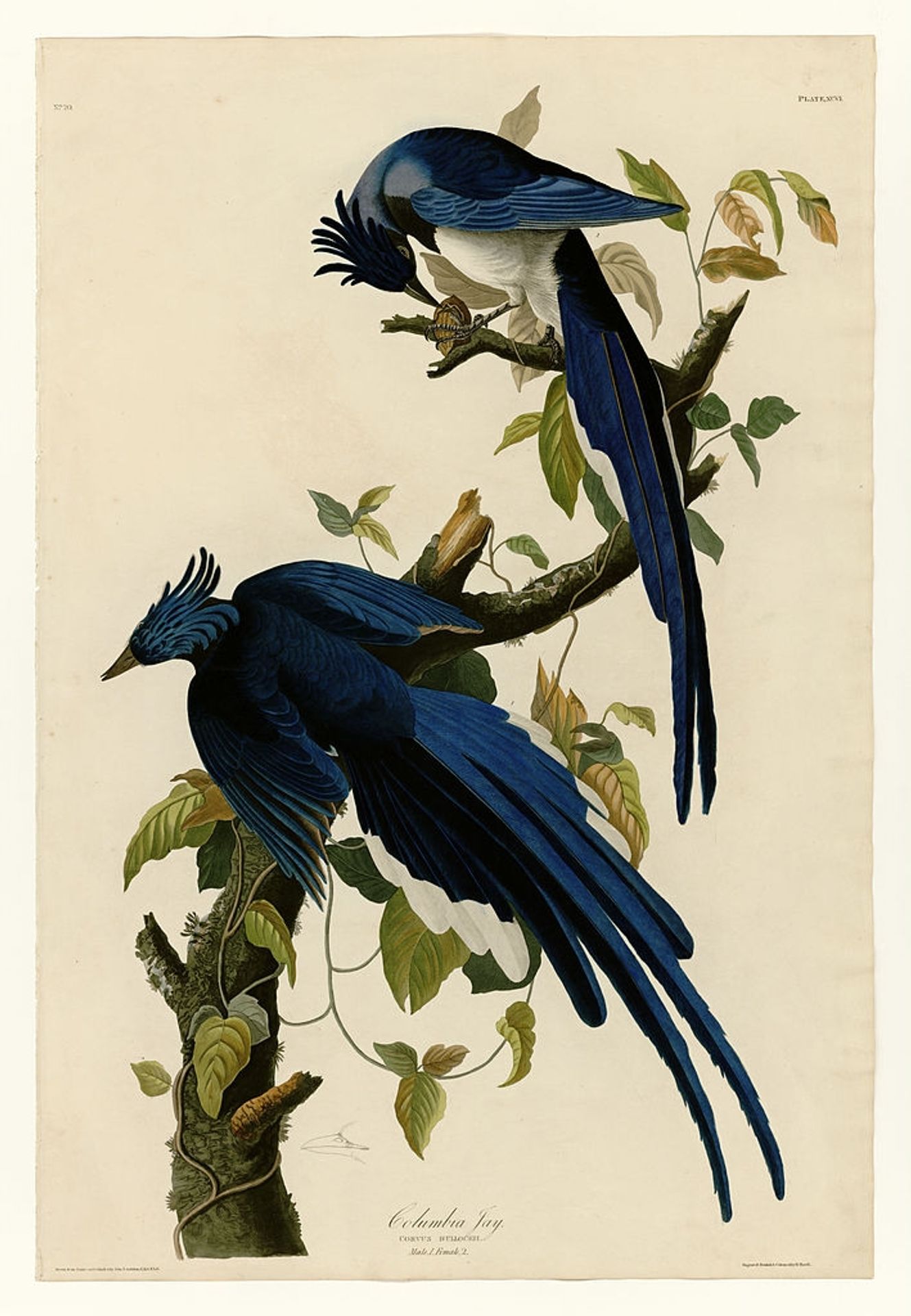 Plate 96 Columbia Jay by John James Audubon