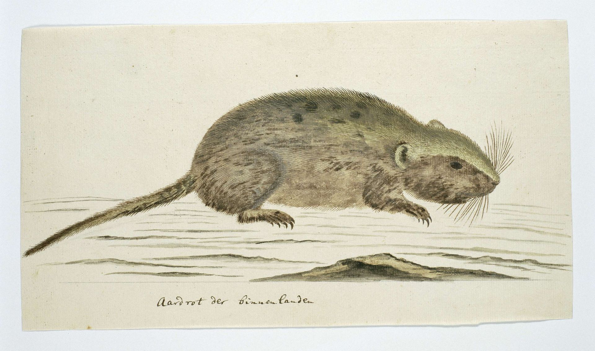 Otomys sp. (Karoo vlei-rat) by Robert Jacob Gordon