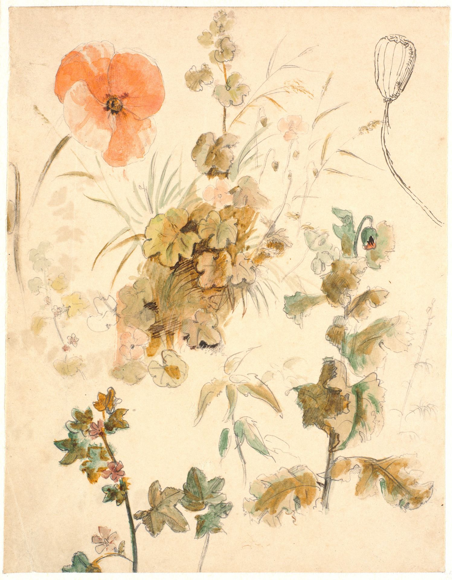 Studier af forskellige blomster, bl.a. valmuer by Dankvart Dreyer