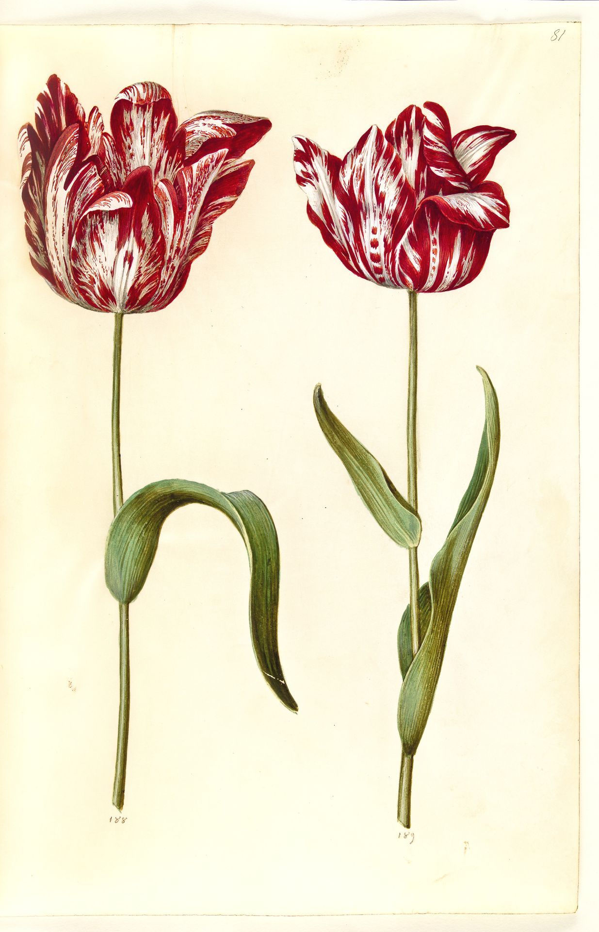 Tulipa gesneriana (have-tulipan) by Hans Simon Holtzbecker