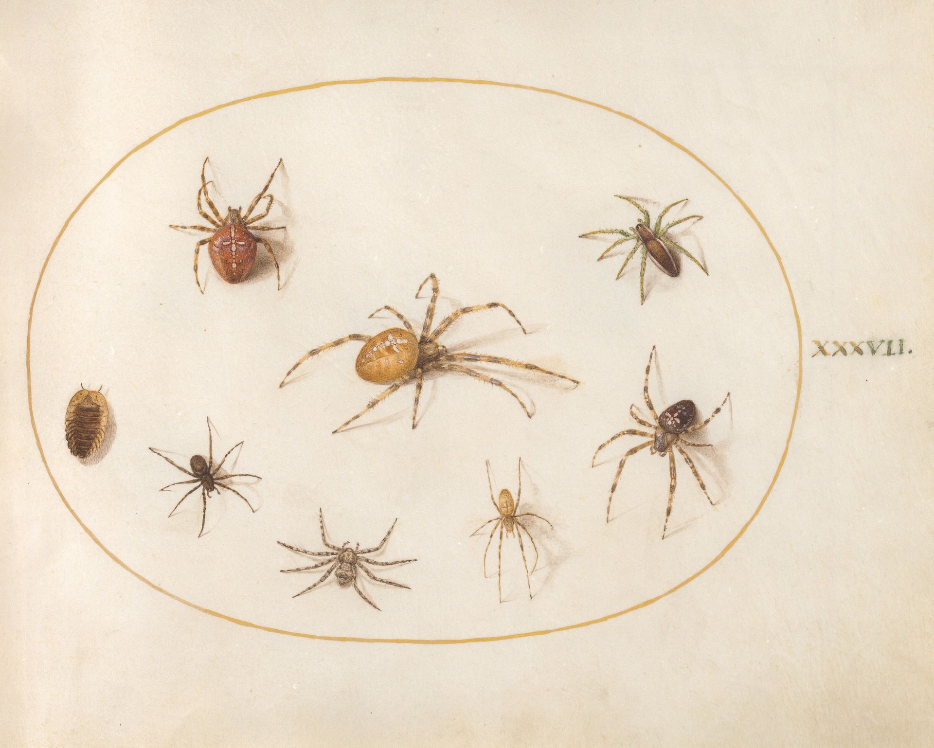 Plate 37: Seven Spiders and an Insect by Joris Hoefnagel