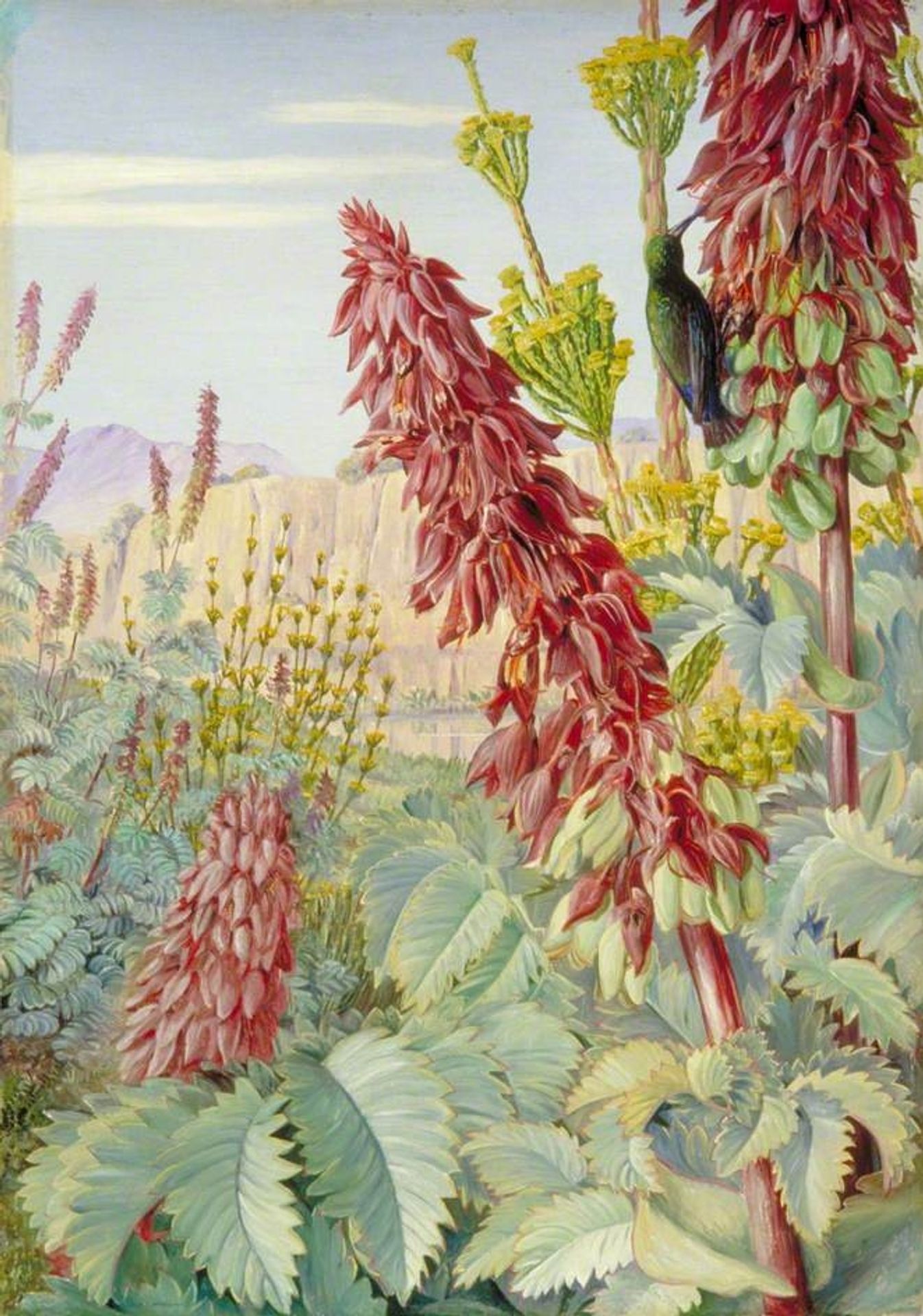 Touch-Me-Not and Sugar-Birds at Tulbagh, South Africa by Marianne North
