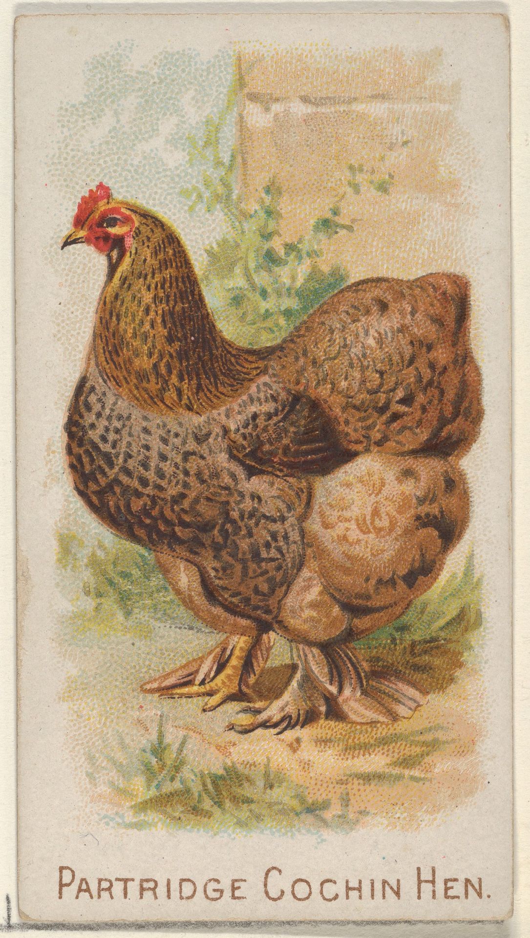 Partridge Cochin Hen, from the Prize and Game Chickens series (N20) for Allen & Ginter Cigarettes by Allen & Ginter